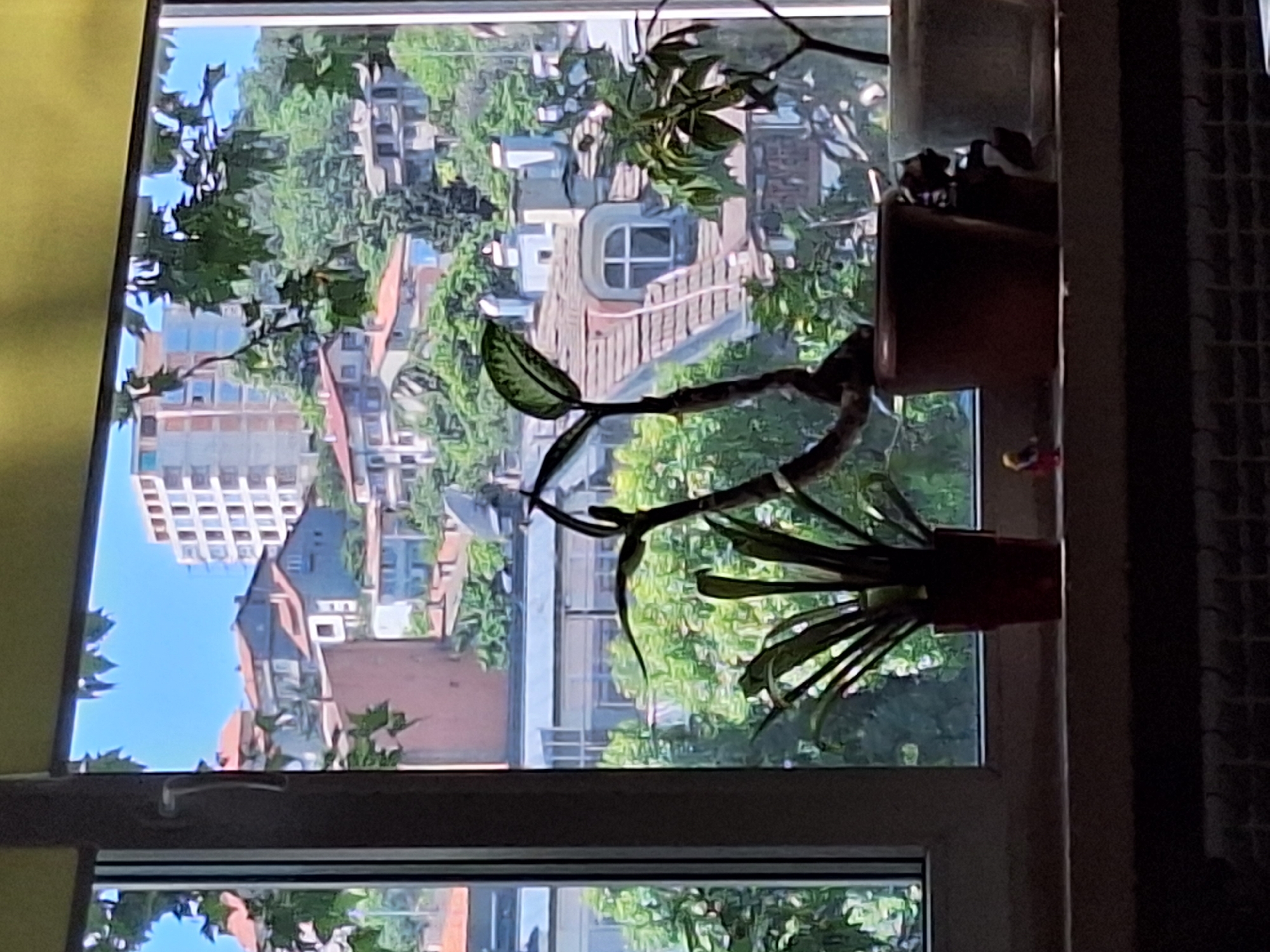 This image captures a view from a window overlooking a densely populated urban hillside in Varna, Bulgaria, likely in the vicinity of the Asparuhovo district, characterized by its terraced development and proximity to the sea. In the foreground, several potted plants are situated on a windowsill, with their foliage partially obscuring the scene outside. Prominent among these is a dark brown pot containing a plant with arching, dark green leaves and a prominent stem that curves upwards and to the right. To its left, a smaller pot holds a spiky, upright green plant. To the right of the dark brown pot, a lighter-colored pot holds another plant, mostly out of frame. A small, red-clad figurine, resembling a person, is placed on the windowsill between the two larger pots.
The outdoor view showcases a cityscape of buildings with red-tiled roofs, interspersed with lush green trees. The architecture varies, from older, multi-story houses to a modern, pale multi-story building with numerous windows visible in the distance, suggesting a mix of residential and possibly commercial structures. The sky is a clear, bright blue, indicating fair weather. The overall impression is one of a vibrant, lived-in urban environment seen from a domestic perspective.