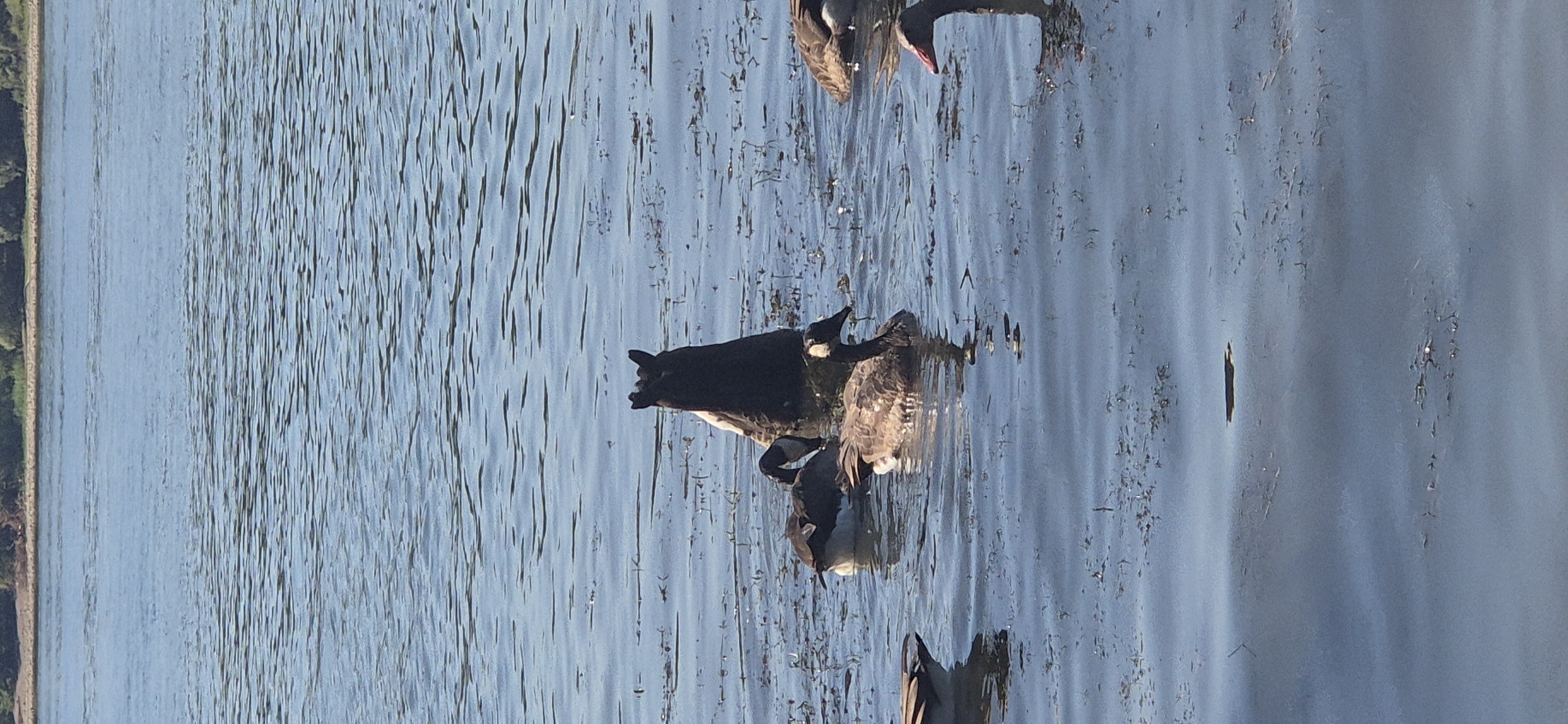 A group of Canada geese are swimming in a body of water with a wooded shoreline in the background. One goose in the center is partially submerged with its head and neck out of the water, and its rear end is sticking up. Two other geese are swimming near it. Another goose is visible to the right, and a goose's tail is visible on the far left. The water is blue with ripples and has some floating debris. The image is taken from a slightly elevated perspective looking down on the water.