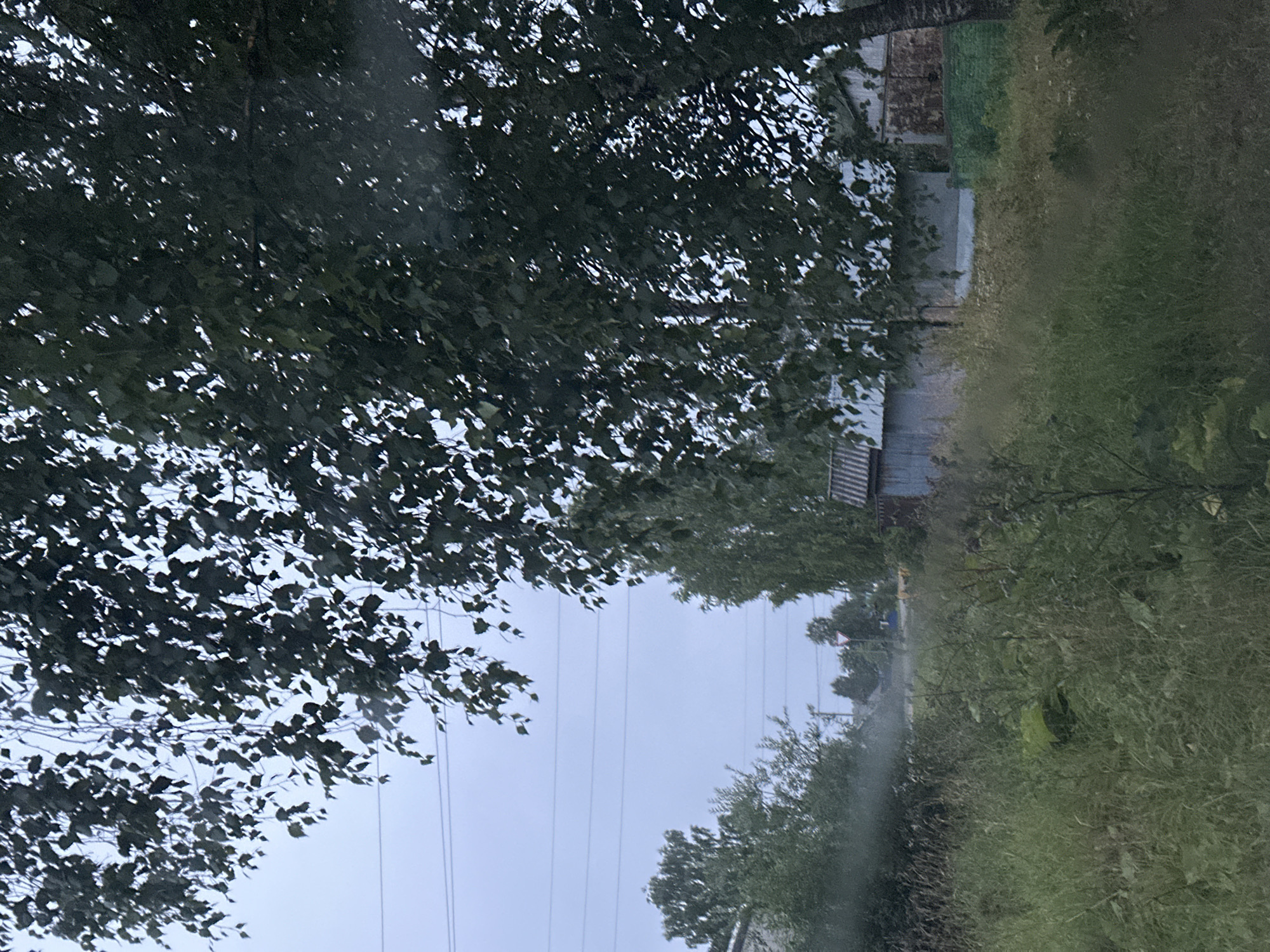 This image shows a rural scene in Plesetsk, Russia. Overhead, tree branches with dark green leaves obscure a hazy, overcast sky with visible power lines. In the mid-ground, a dense field of tall, green grass stretches towards several buildings. These buildings appear to be of varying construction: one is a lighter-colored structure with a corrugated metal roof, another is a darker, rusted metal structure, and a third is a predominantly grey building with a striped roof. To the left, another building with a grey, corrugated roof is partially visible. The overall impression is one of a quiet, somewhat weathered, rural settlement under a subdued sky.