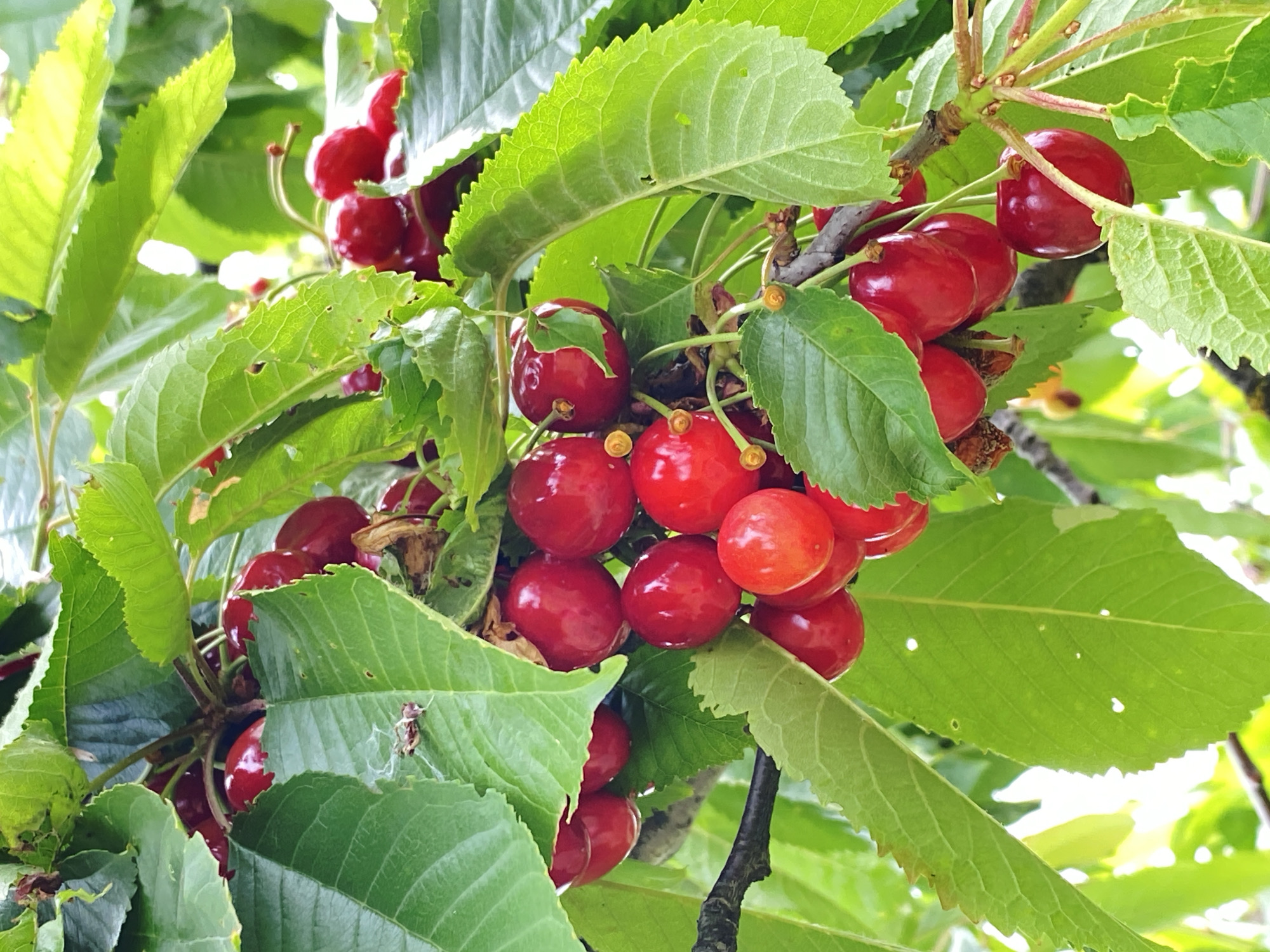 A close-up, high-angle view captures multiple clusters of ripe and ripening cherries hanging from a tree branch, predominantly surrounded by bright green foliage. The cherries are round, exhibiting a spectrum of colors from deep, glossy red to lighter red and orange hues, indicating varying stages of ripeness. Each cherry is attached by a slender green stem. Bright highlights are visible on their smooth, reflective surfaces, suggesting strong natural illumination.
The leaves are vibrant green, displaying distinct veining and serrated edges. Several leaves show minor signs of damage, including small circular holes and some brown discoloration or dried edges. One leaf in the upper left quadrant of the main image, and more clearly visible in the first crop, features a small, light brown insect-like creature, possibly a spider, along with fine, white, web-like strands.
The main branches are dark brown and woody, while the younger stems supporting the leaves and cherries are green. The background consists of out-of-focus green foliage and bright, indistinct areas, likely sunlight or sky filtering through the tree canopy. The overall scene is well-lit, emphasizing the textures and colors of the fruit and leaves. The location in the city of Unknown, Unknown cannot be determined from the provided image.