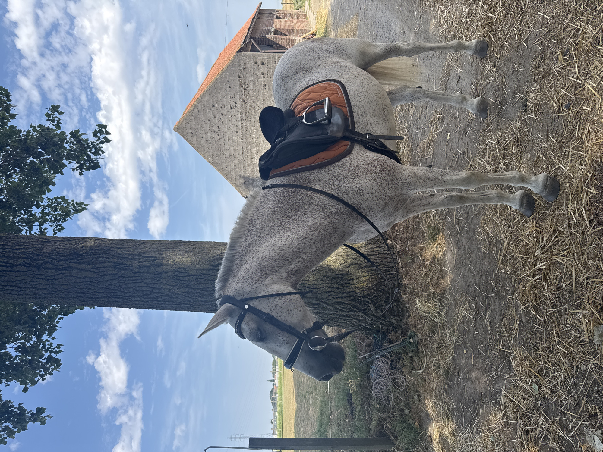 A dappled grey horse, equipped with a bridle and a saddle pad with an orange-brown saddle, stands facing left in a rural setting. The horse is positioned near the trunk of a large, mature tree. In the background, a stone building with a red-tiled roof and a smaller brick extension is visible. The ground is covered with dry straw and dirt. The sky above is blue with scattered white clouds. The image appears to have been taken outdoors in Estaimpuis, Belgium, possibly on a farm or equestrian property. There are no people visible in the image.
