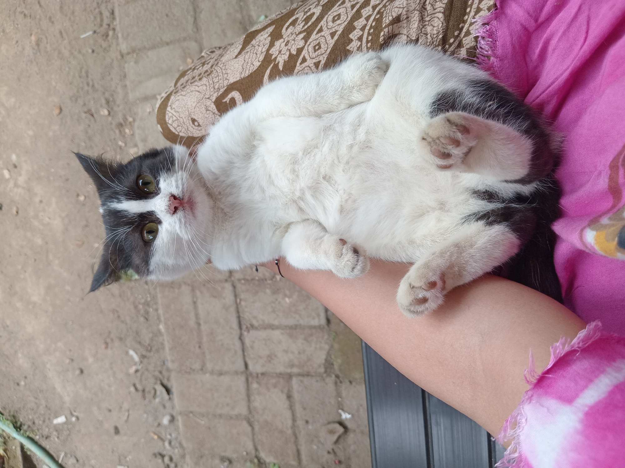 A black and white cat is lying on its back on a person's lap. The cat's paws are extended upwards, and its belly is exposed. The person is wearing a pink garment with white tie-dye patterns. The background consists of a paved surface with some dirt and debris. The scene is outdoors, possibly in a residential area in Claket, Indonesia, given the context provided.