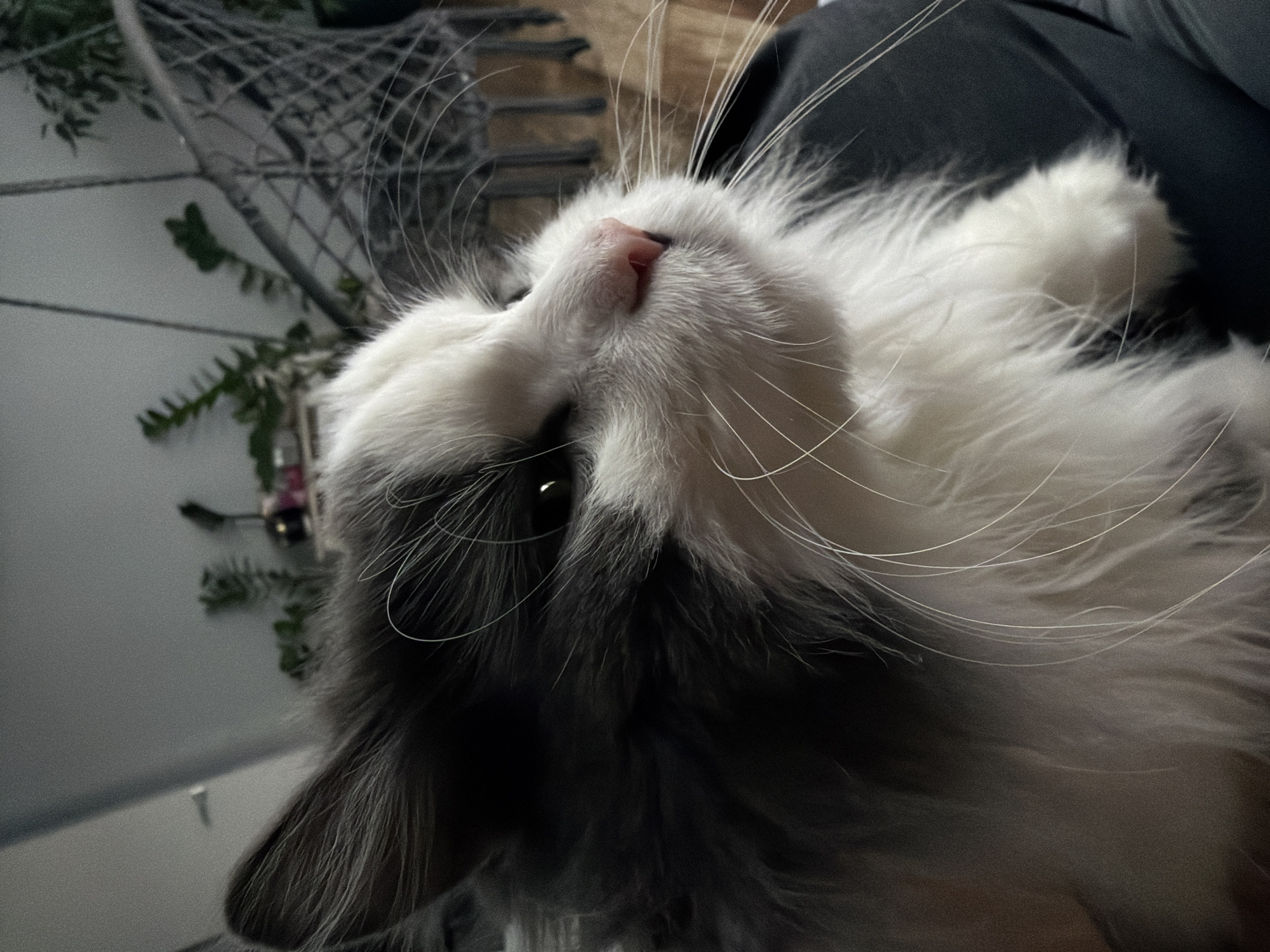 The media file captures a close-up, upward-facing view of a long-haired cat, predominantly white and dark gray, taken in Chaikovsky, Russia. The cat's head is tilted significantly backward, emphasizing its delicate pink nose and numerous long, white whiskers that fan out from its muzzle. Fluffy white fur covers much of its face and chest, while dark gray fur marks areas like its ears and parts of its face. One dark eye is partially visible, peeking from beneath the fur. The cat's relaxed posture suggests it is either resting or looking up with a calm and curious demeanor.
The background is softly blurred, directing the viewer's attention to the cat. Visible elements in the indistinct background include green leaves from a plant and what appears to be a dark, possibly metallic, mesh or wire structure. A solid dark fabric, potentially clothing or a blanket, is also present. The lighting indicates an indoor setting, but the specific time of day is not discernible. There is no visible text within the image.
