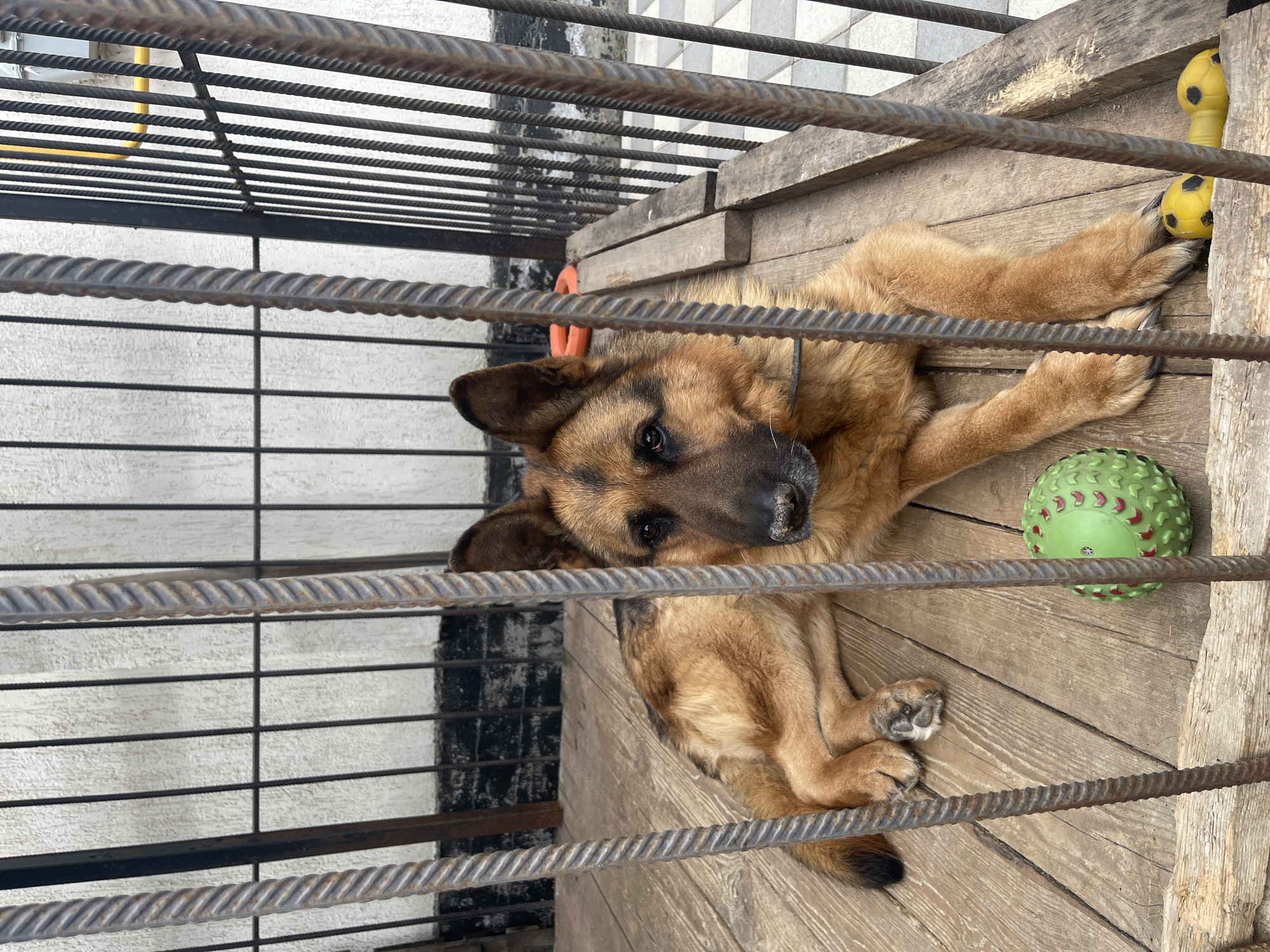 A medium shot taken from above shows a German Shepherd dog lying on a wooden platform behind a metal cage-like fence. The dog is mostly tan and brown with dark facial features, with its body oriented towards the top-right of the frame and head towards the center-left. It is lying near a yellow dog toy and a green ball with red markings. The wooden platform appears to be made of several planks. The cage fence is constructed with black metal bars and a thicker, twisted metal border. The background beyond the fence is a light-colored tiled or paneled surface. The scene appears to be in Yessentukskaya, Russia.