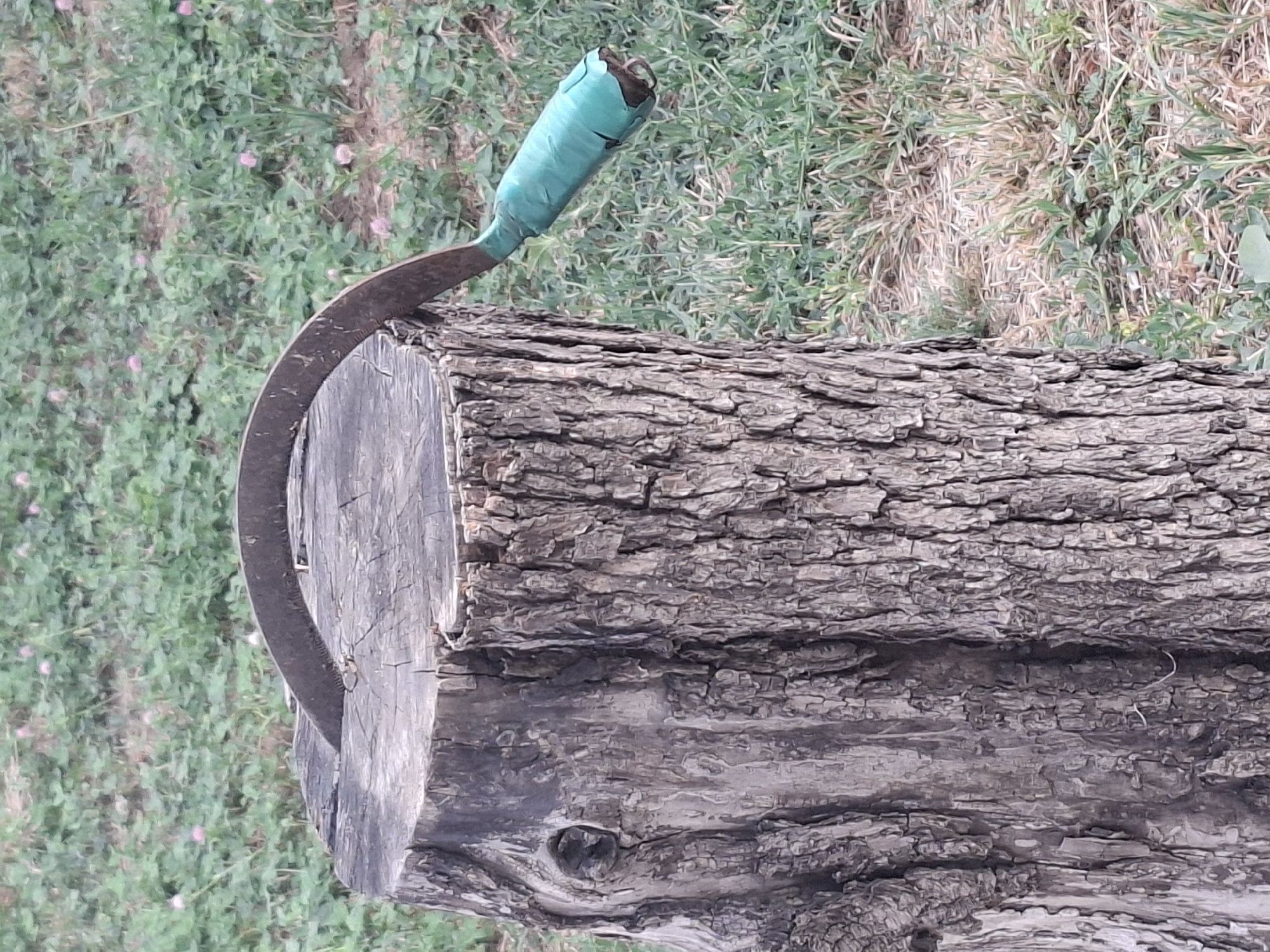 A sickle with a teal-taped handle is embedded in a weathered, rough-barked tree stump. The stump is positioned in a patch of green grass interspersed with small, pink clover-like flowers. The background consists of more grass and foliage. The scene appears to be outdoors, possibly in a park or a less manicured area of Almaty, Kazakhstan, judging by the type of vegetation. There are no people or animals visible in the image.