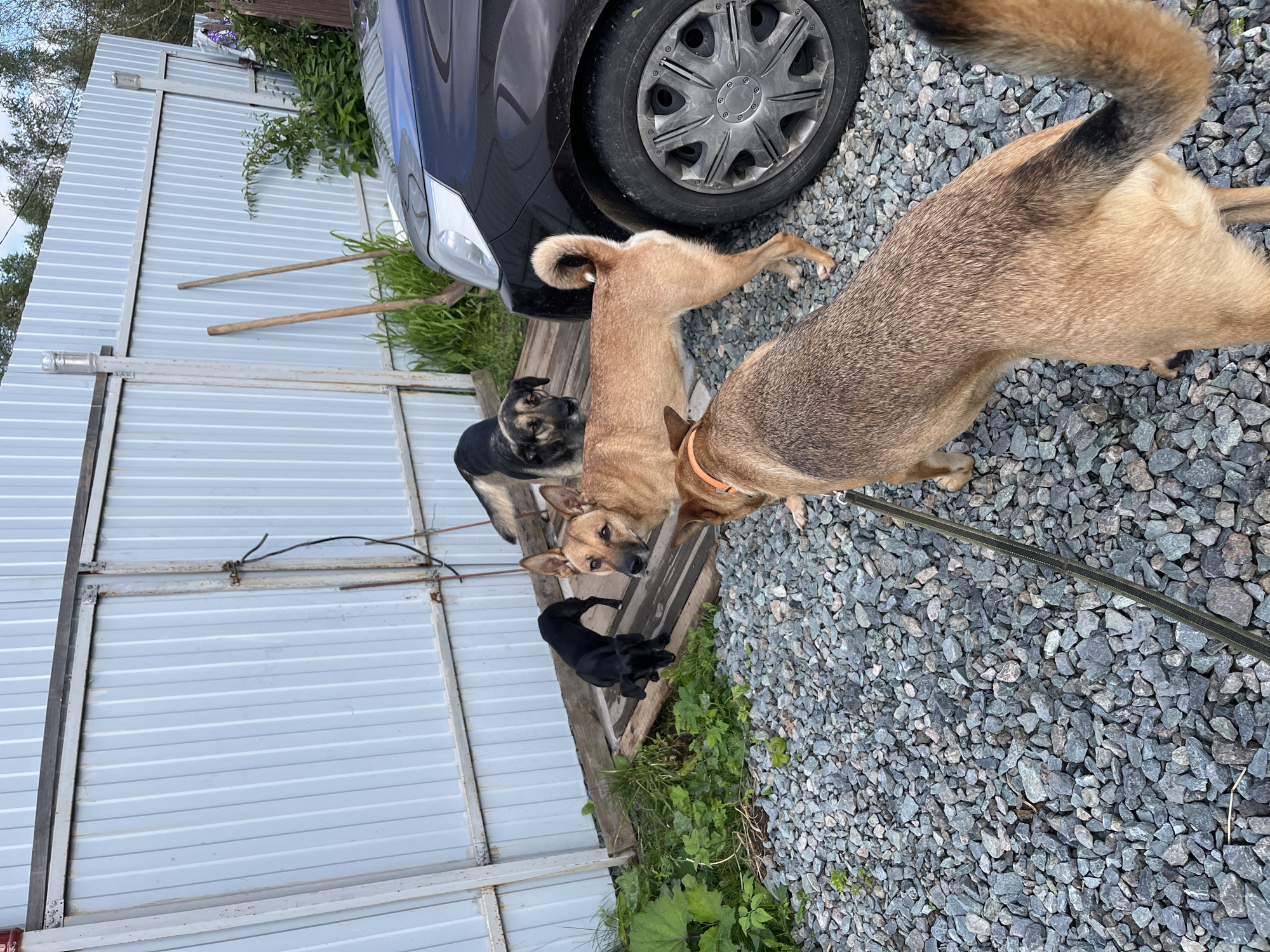The image depicts a yard with several dogs near a dark-colored car and a corrugated metal fence. The ground is covered in gravel. Two shovels are leaning against the fence. The scene appears to be an outdoor space, possibly a residential backyard or a rural area. No people are visible in the image. The dogs vary in size and color. One dog, a smaller black one, is standing on a wooden plank. A larger tan dog with floppy ears is looking to the side. Another tan and brown dog is partially visible from behind, wearing an orange collar. A dog with a black and tan coat stands in the background. The environment suggests a slightly unkempt but functional outdoor area.