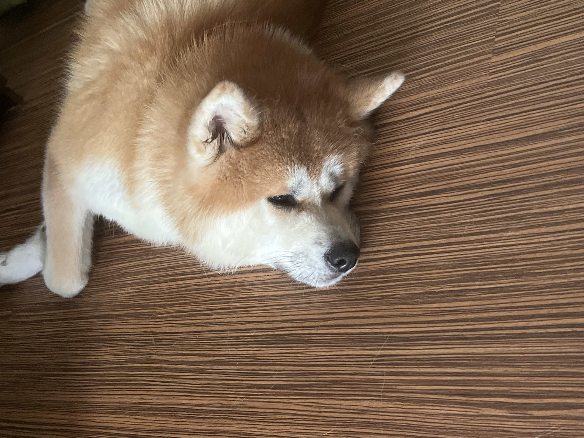 The image shows a dog, likely an Akita or Shiba Inu, lying down on a wooden floor. The dog is predominantly light brown with white markings on its face and chest. Its eyes are closed, and its head is resting on its paws. The wooden floor has a distinct striped pattern, with alternating dark and light brown lines. The lighting suggests an indoor environment. There is no indication of the city of Minsk or Belarus in the image.