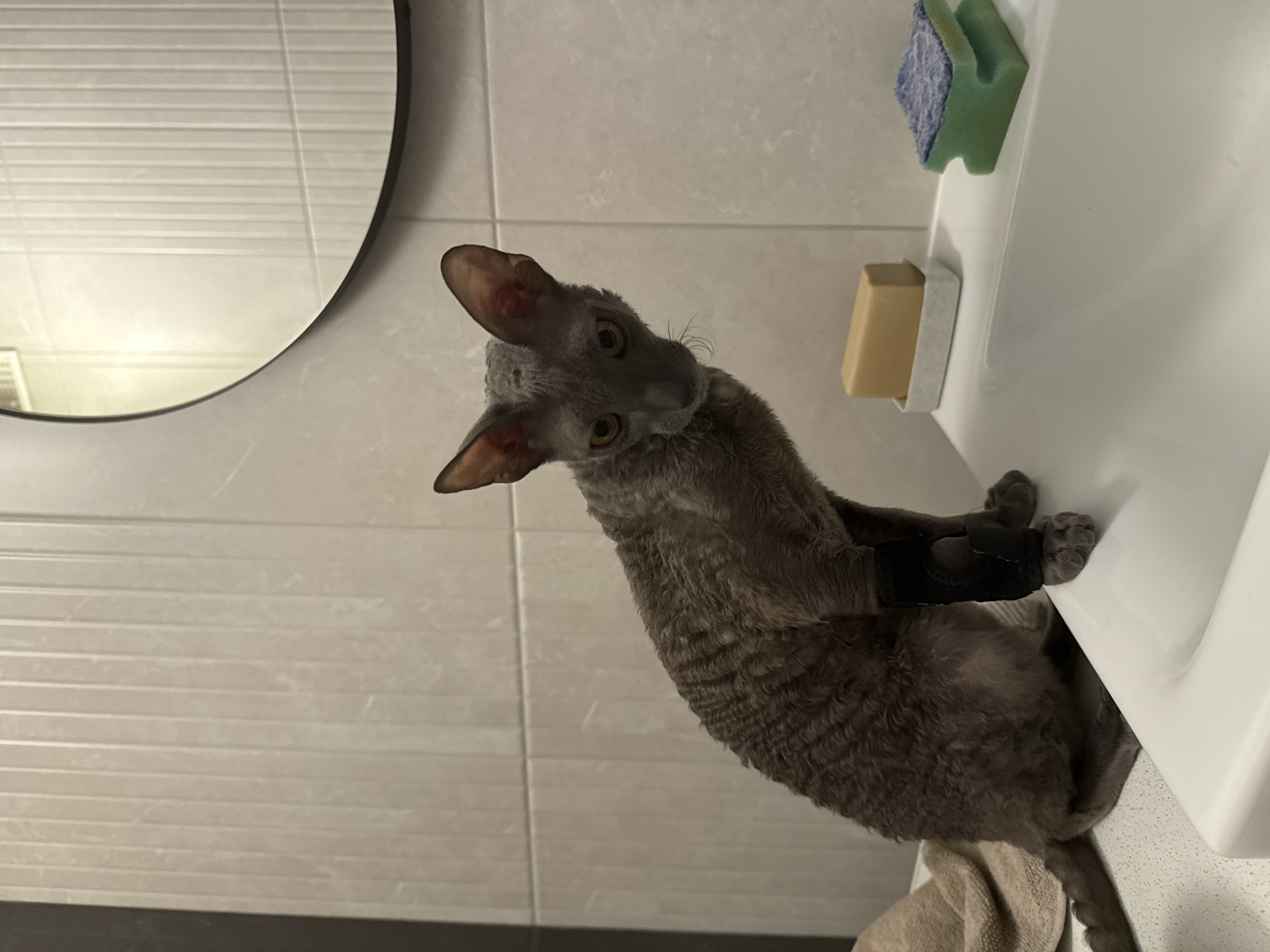 A Cornish Rex cat with curly grey fur and prominent ears sits on the edge of a white porcelain sink. The cat is wearing a black brace on its left front leg. A beige towel is draped over the left side of the sink. To the right of the cat, on the sink's edge, are two items: a rectangular bar of light brown soap in a grey dish, and a green sponge with a blue scrubbing surface. The background consists of a tiled wall with vertical white tiles and a circular mirror with a black frame, reflecting the tiled wall. The scene appears to be a bathroom. The location in Krasnoyarsk, Russia, is not determinable from the image.