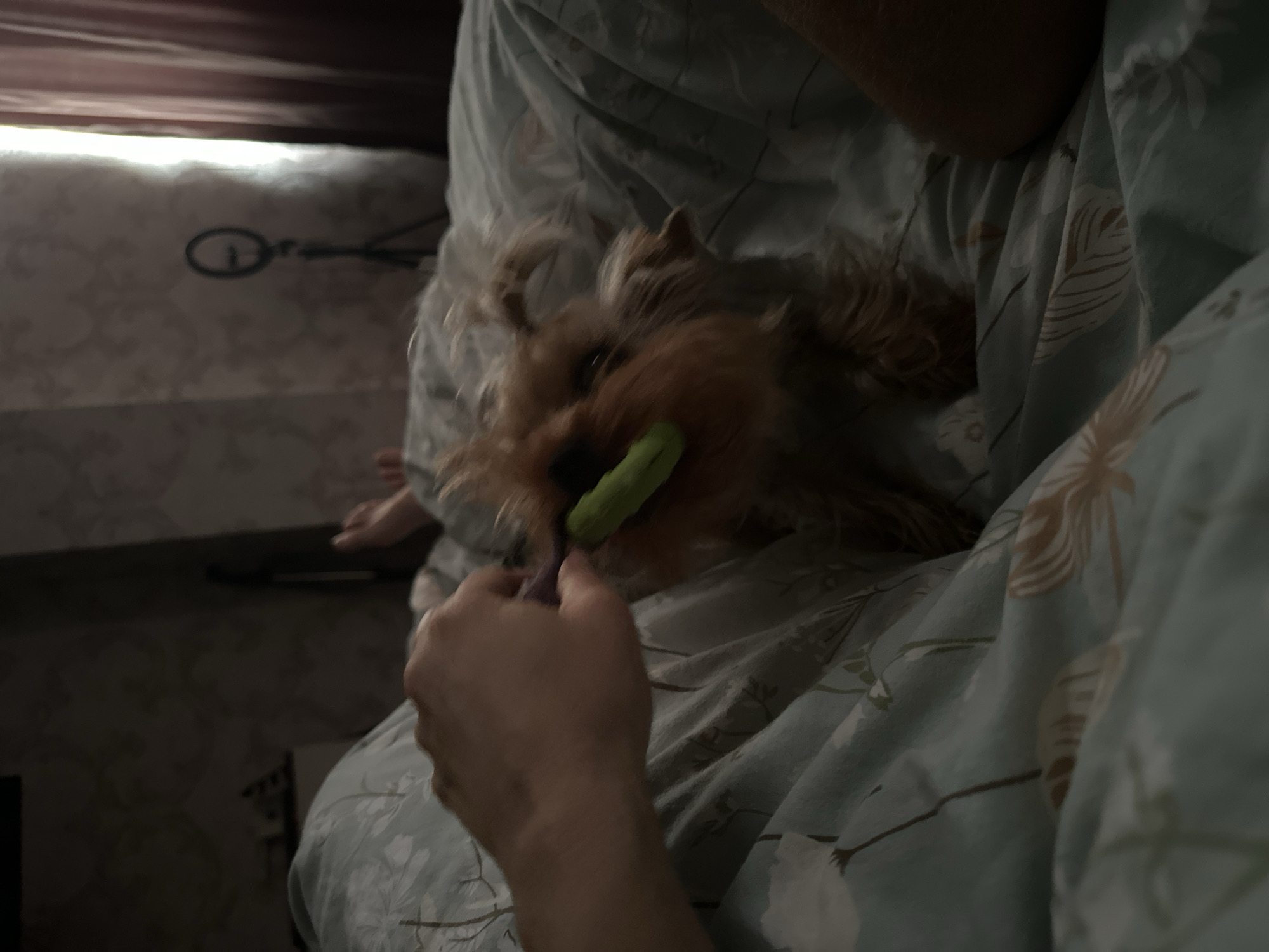 The image depicts a close-up view of a Yorkshire Terrier dog lying on a bed. The dog is holding a green chew toy in its mouth. A human hand is visible, gently holding the toy. The bed is covered with a light blue duvet featuring a floral pattern. In the background, a wall with textured wallpaper is visible, along with a thin curtain and a ring light on a tripod. The scene appears to be indoors, likely in a bedroom. The location is identified as Verkhniy Yurt, Russia.