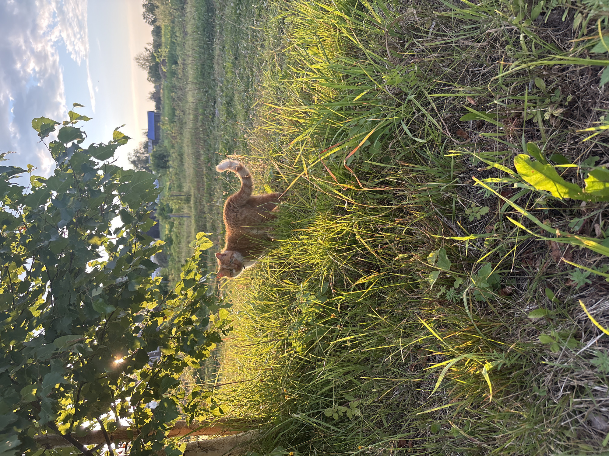 An orange cat stands in tall grass under the dappled sunlight of a tree in Bolsholug, Russia. The cat is facing the camera, with its tail raised. In the background, a field stretches to the horizon, dotted with trees and a blue building. The sky is a pale blue with scattered clouds.