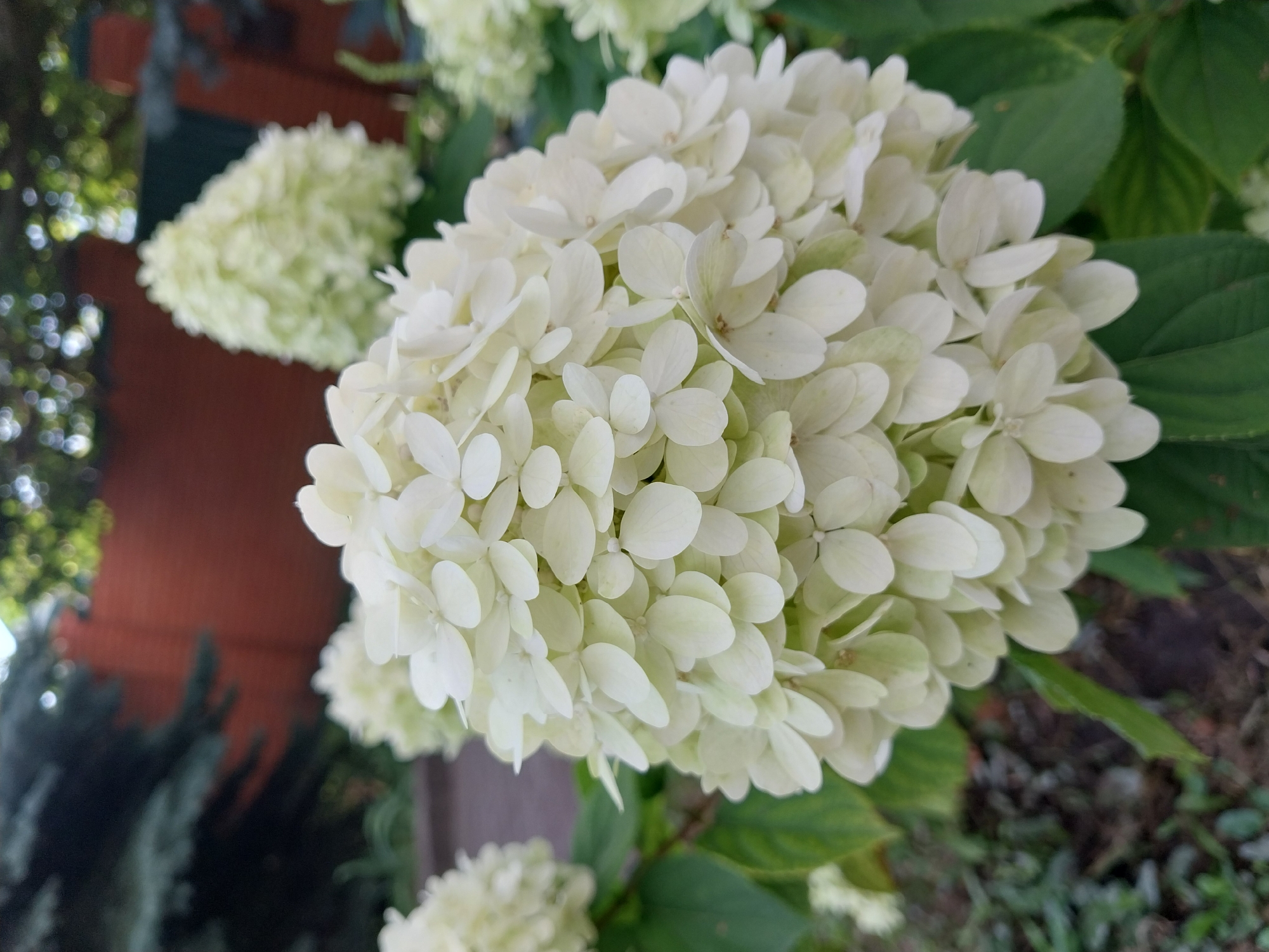 The image is a close-up shot of a large, cone-shaped cluster of white hydrangeas in bloom. The flowers are densely packed and have a soft, delicate appearance. The surrounding foliage is a vibrant green, creating a lush backdrop. In the background, a blurred brick wall and evergreen trees suggest an outdoor setting, possibly a garden or park. The lighting appears natural, with soft shadows indicating an overcast day or dappled sunlight. The image was taken in Doslidne, Ukraine, as indicated by its location.