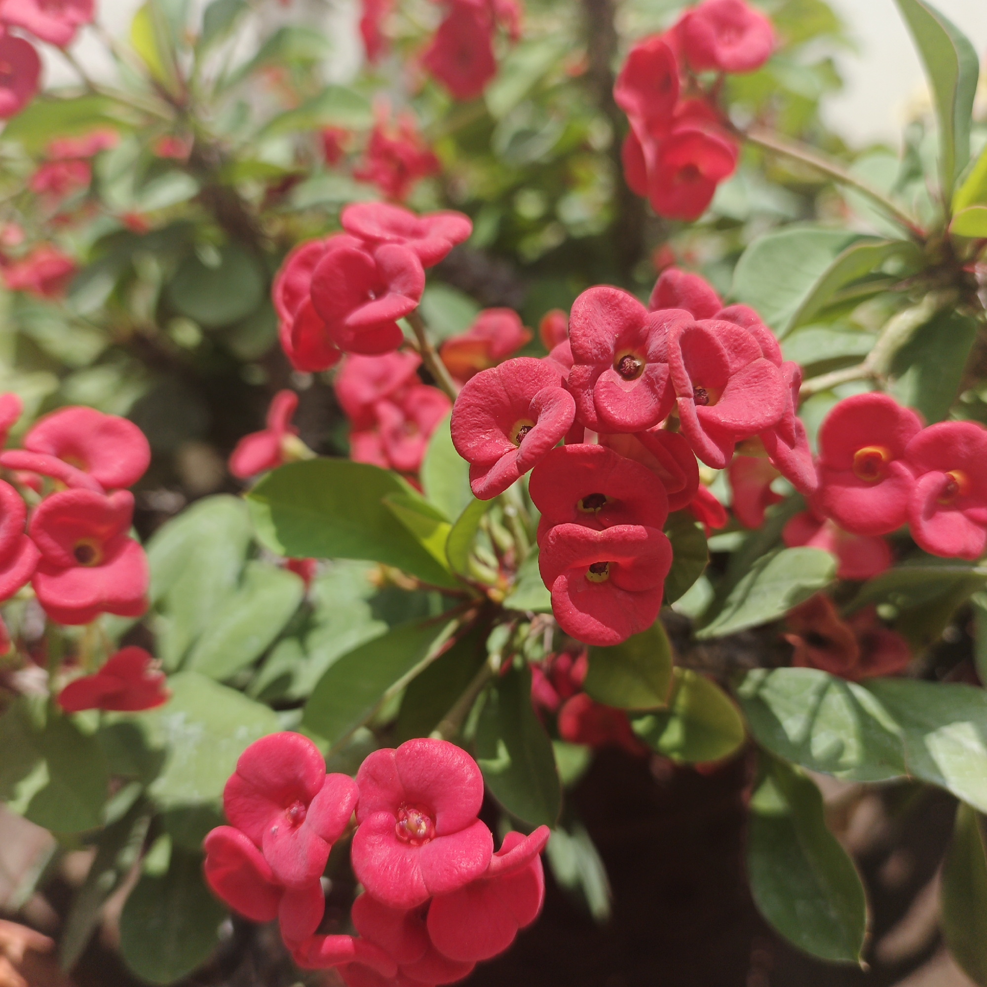 A close-up shot reveals a vibrant cluster of red Crown of Thorns flowers amidst green foliage. The location is Tinaquillo, Venezuela. The flowers exhibit a complex structure, with small, petal-like bracts arranged around a central core. Sunlight illuminates the scene, casting shadows and highlighting the texture of the leaves and flowers.