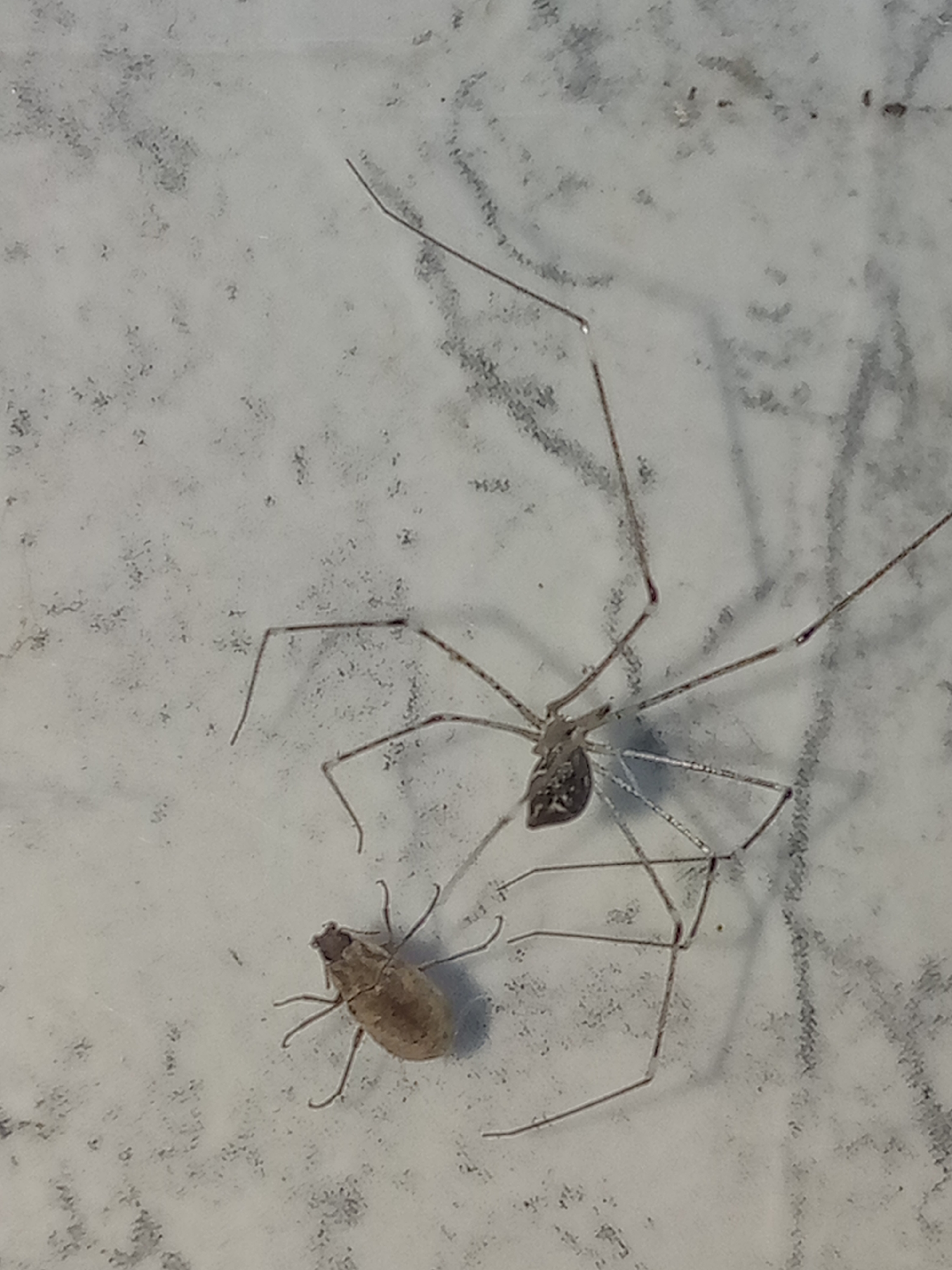A cell spider and an unidentified beetle are positioned on a flat, light-colored, patterned surface. The spider, with long, thin legs, dominates the upper right portion of the frame. The beetle is located near the bottom left, displaying a rounded, textured body and short legs. The background is a neutral tone and shows evidence of surface texture or pattern. The location cannot be determined to be Juan Griego, Venezuela based on the image.