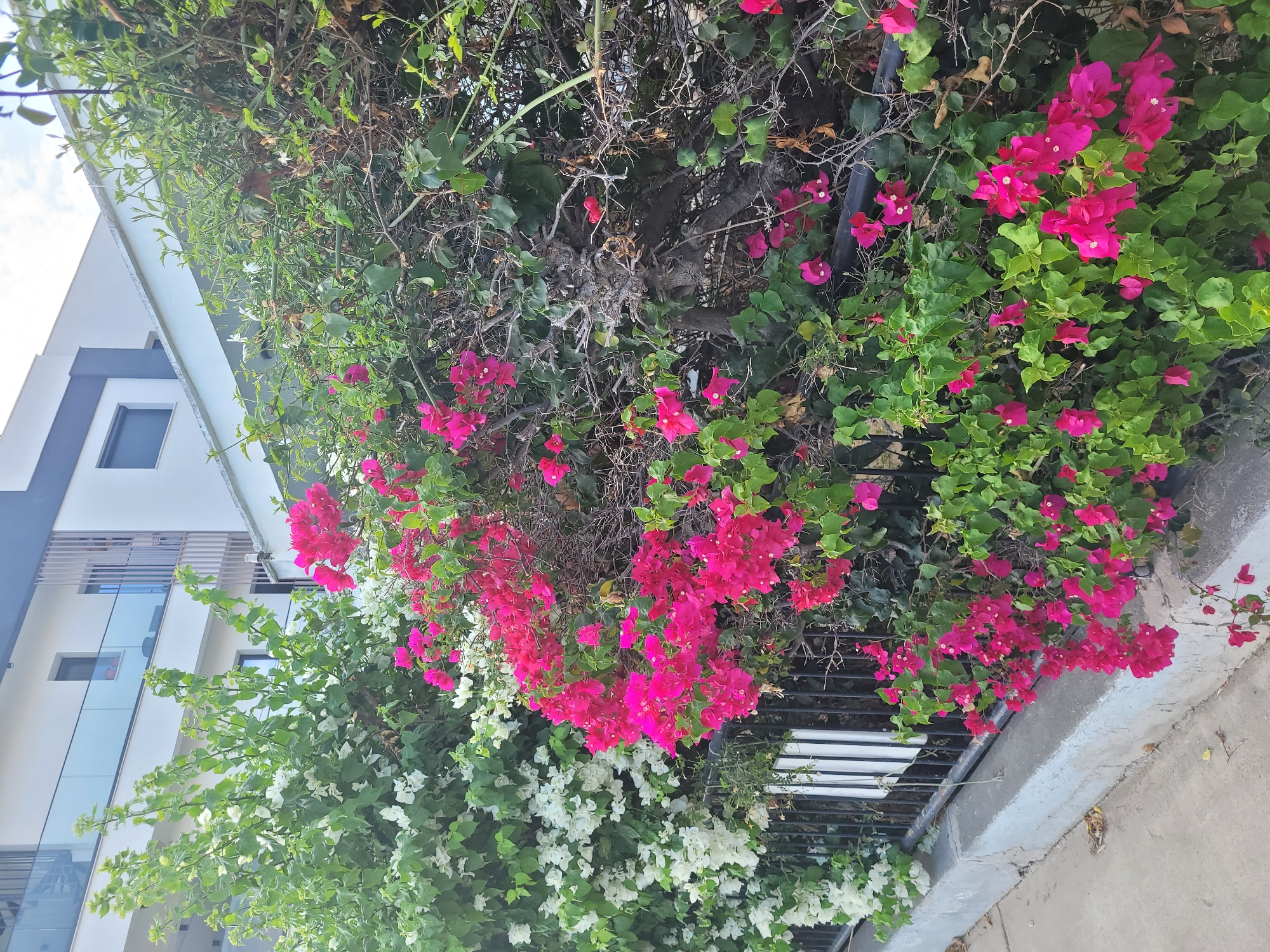 The image captures a section of a residential building in Limassol, Cyprus, characterized by its modern architecture with balconies and a distinctive facade. In the foreground, a dense hedge of bougainvillea flowers, predominantly in vibrant pink and pure white, creates a lush border. A black metal fence separates the greenery from a concrete walkway. The bougainvillea plants are in full bloom, cascading over the fence and the sidewalk. The building in the background features clean lines, white and dark grey exteriors, and glass railings on the balconies. The sky above is partially overcast, suggesting a typical day in the Mediterranean climate.