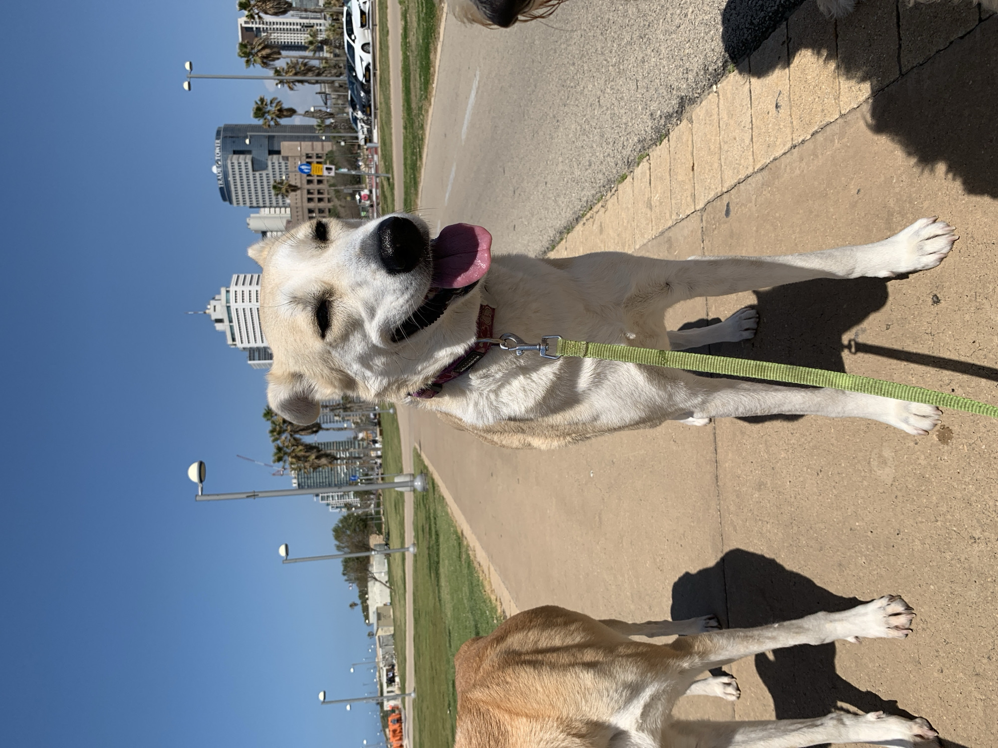 A medium, eye-level, full outdoor shot depicts a light-beige and white dog with its tongue hanging out on a leash, with another dog partially visible in the bottom of the shot, on a paved path against an urban skyline under a clear blue sky, likely in Tel Aviv, Israel. The main dog is facing the viewer with its tongue out, wearing a purple collar and green leash held out of the frame. Another dog, light brown in color, is partially in the bottom of the shot and the bottom of the dog in the top right of the frame.
The dogs are walking on a cement walkway bordered by a row of brick edging on the right and a grassy area on the left. Rows of evenly spaced street lamps line the grass. The skyline includes modern high-rise buildings with some palm trees scattered in front of them. Cars are parked along the road visible in the background. The sky is clear and blue.