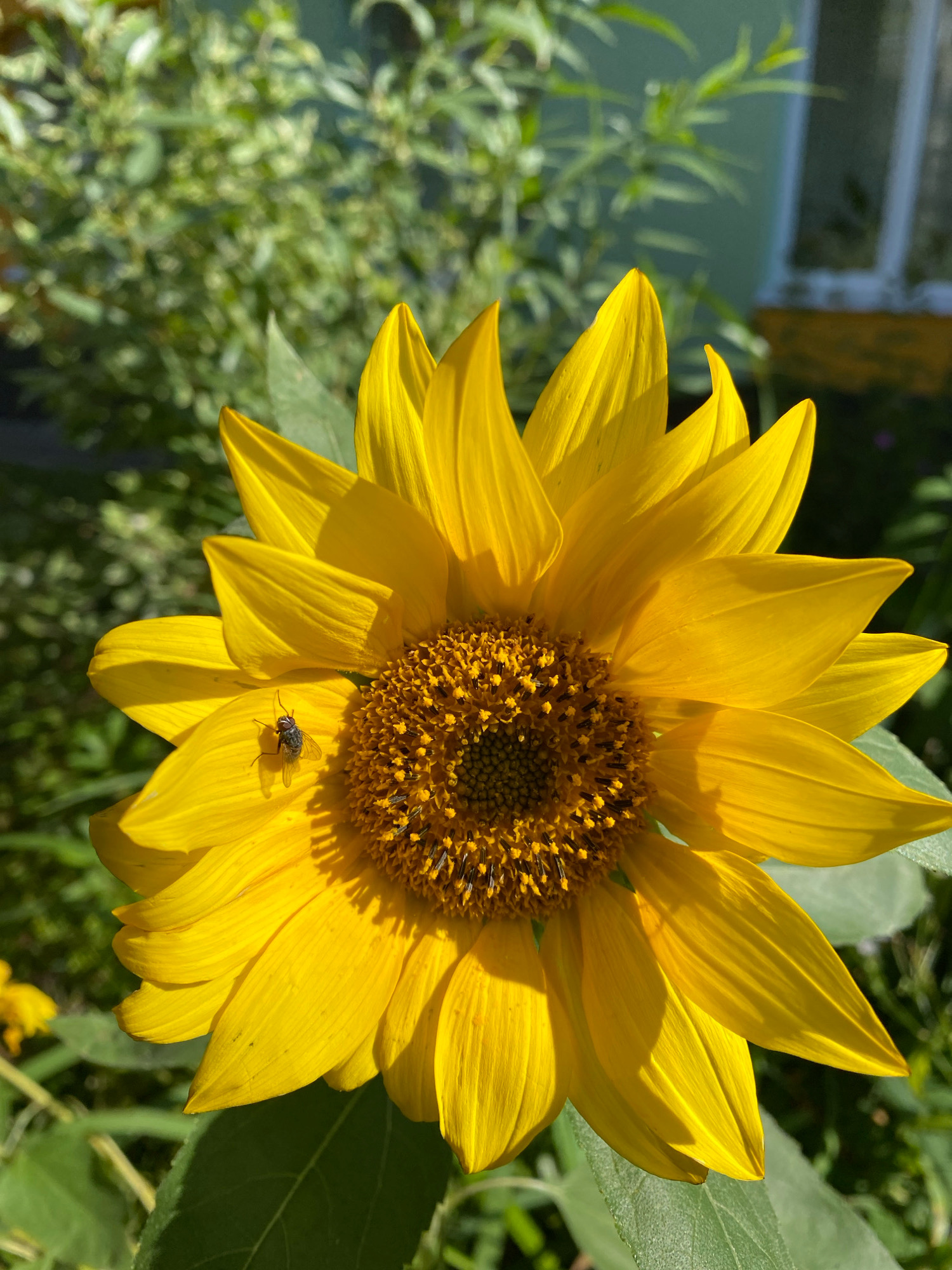 A close-up, eye-level shot captures a vibrant yellow sunflower in full bloom, bathed in bright sunlight. The sunflower dominates the frame, its intricate seed head a tapestry of brown and yellow florets. Several golden petals radiate outwards, some casting soft shadows. On one of the petals, a small fly with translucent wings is perched. In the blurred background, lush green foliage and a hint of a building with a window suggest an outdoor setting, possibly a garden in Ivanteyevka, Russia. The overall impression is one of natural beauty and a moment frozen in time.