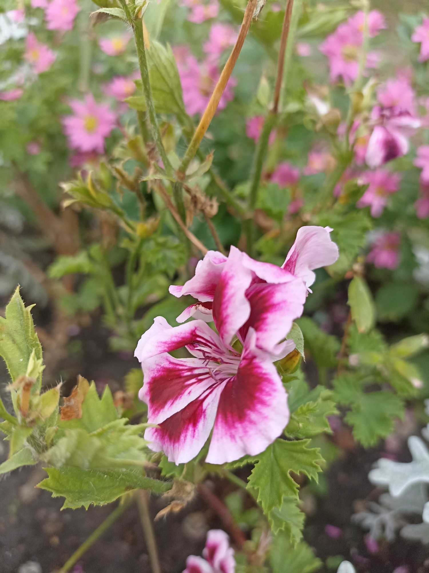 A close-up photograph captures a pink and white flower with dark pink markings in its petals. The flower is in focus and positioned in the foreground, with its delicate petals slightly unfurling. Behind it, a cluster of blurred pink flowers forms the background, interspersed with green foliage. The scene appears to be an outdoor garden setting, possibly in Novosibirsk, Russia, given the mention of this location. The lighting is soft and diffused, suggesting it could be a cloudy day or shade. No people are present in the image, and the focus is solely on the floral subject.
