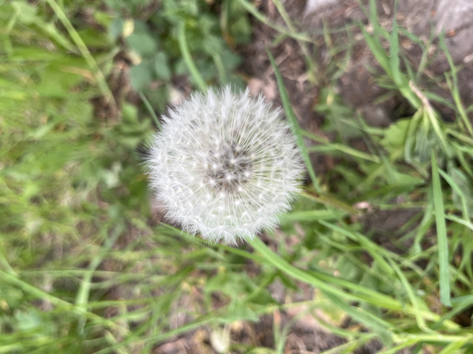 A close-up, slightly blurred, high-angle shot features a dandelion seed head, fully matured and ready to disperse its seeds, positioned centrally in the frame. The dandelion is surrounded by green grass and patches of bare ground or soil. The location appears to be a grassy area or lawn, although the exact location is unknown. No people or other subjects are visible in the image.