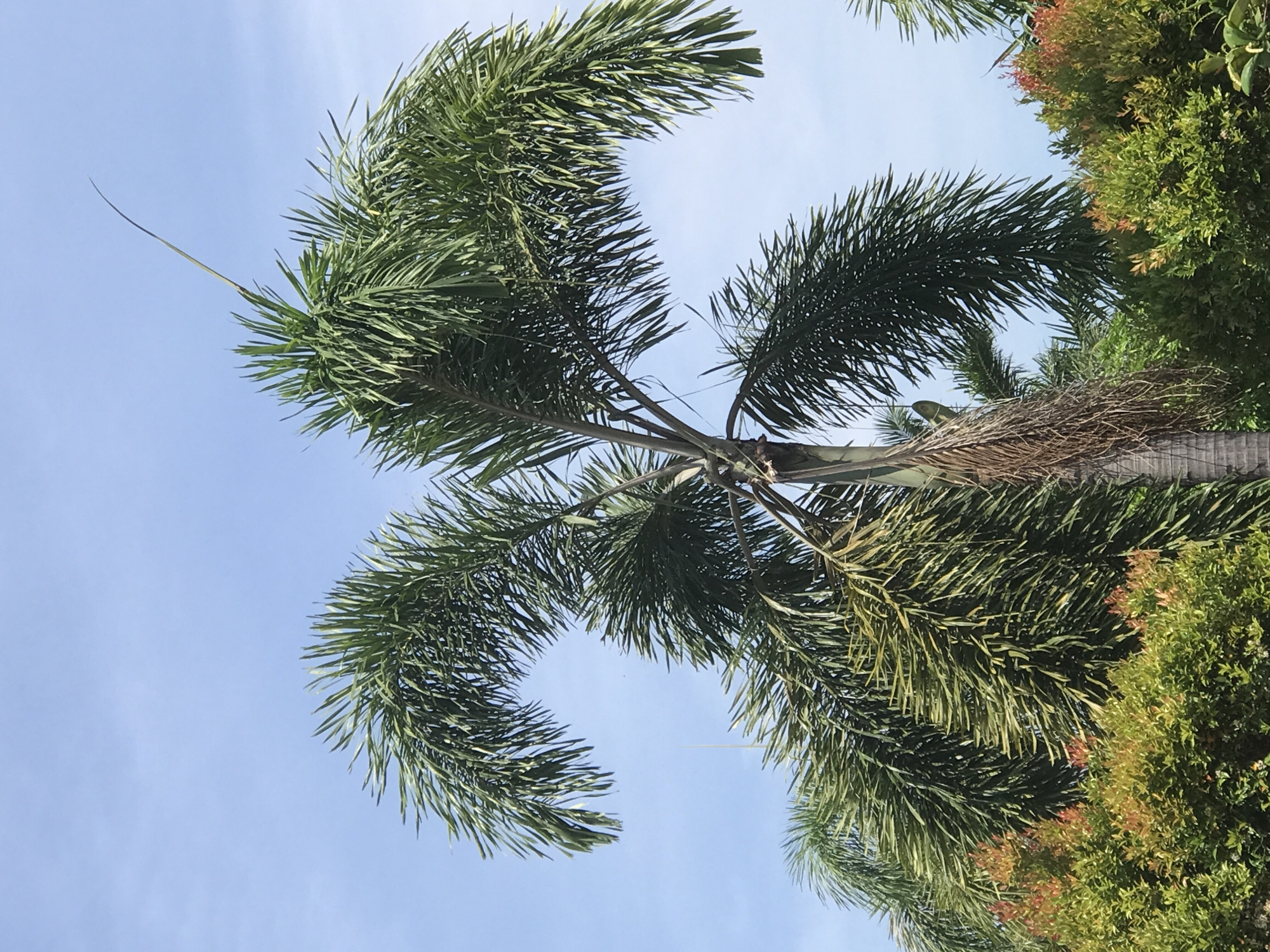 The image presents a perspective looking up into the canopy of a large palm tree set against a clear, light blue sky. The dominant subject is a palm tree, likely a Foxtail palm, characterized by its full, bushy fronds composed of numerous narrow, green leaflets. These fronds curve outwards and downwards, filling much of the frame. One particularly slender, elongated structure, possibly a developing frond or an old inflorescence stalk, points diagonally upwards into the open sky from the upper-left area of the palm's crown.
The upper part of the palm's trunk is visible towards the right, appearing textured and brown. Adjacent to and partially behind the palm on the right side, there is dense, lush green foliage from another plant or shrub. This shrubbery features occasional clusters of reddish-orange leaves, suggesting new growth.
The lighting is bright and natural, indicating daylight hours, likely morning or early afternoon, given the clear sky and well-illuminated foliage. There are no clouds visible, and the weather appears sunny. No people, animals, or man-made objects are present, nor is there any visible text. The scene depicts a serene tropical environment, consistent with the Lhokseumawe, Indonesia location.
