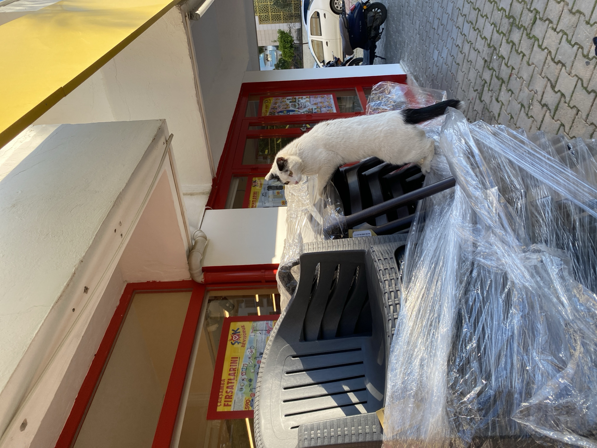 A white cat with a black tail stands on top of stacked, plastic-wrapped gray outdoor chairs outside a store in Alanya, Turkey. The store has red-framed windows and a yellow awning. A poster is visible in one window. In the background, there is a sidewalk paved with gray bricks, and a white car and a motorcycle are parked nearby.