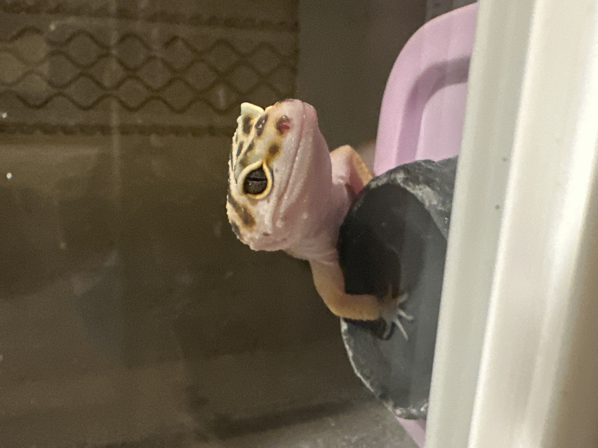 The image presents a close-up, eye-level view of a leopard gecko (Eublepharis macularius) positioned within an enclosure, located in Moscow, Russia. The gecko, with a pale pinkish-white body, exhibits a distinctive head pattern of yellow, black, and brown spots and bands. Its eyes are prominent, featuring bright yellow irises and vertically-slit dark pupils. Two pale, horn-like ridges extend above its eyes, and a small, dark reddish-brown mark is visible on its snout. The gecko's front limbs, pale orange-yellow with white-tipped toes, are splayed and rest on the rim of a dark grey, textured, concave object, possibly a rock hide or dish. Behind this dark object, a smooth, light lavender-pink plastic container is partially visible. The lower foreground is occupied by a thick, opaque white horizontal barrier, consistent with the base of an enclosure. The background is a blurred, dark brown expanse, with a faint, repeating wavy line or diamond-like pattern discernable on the right side. The gecko is static, looking directly forward.