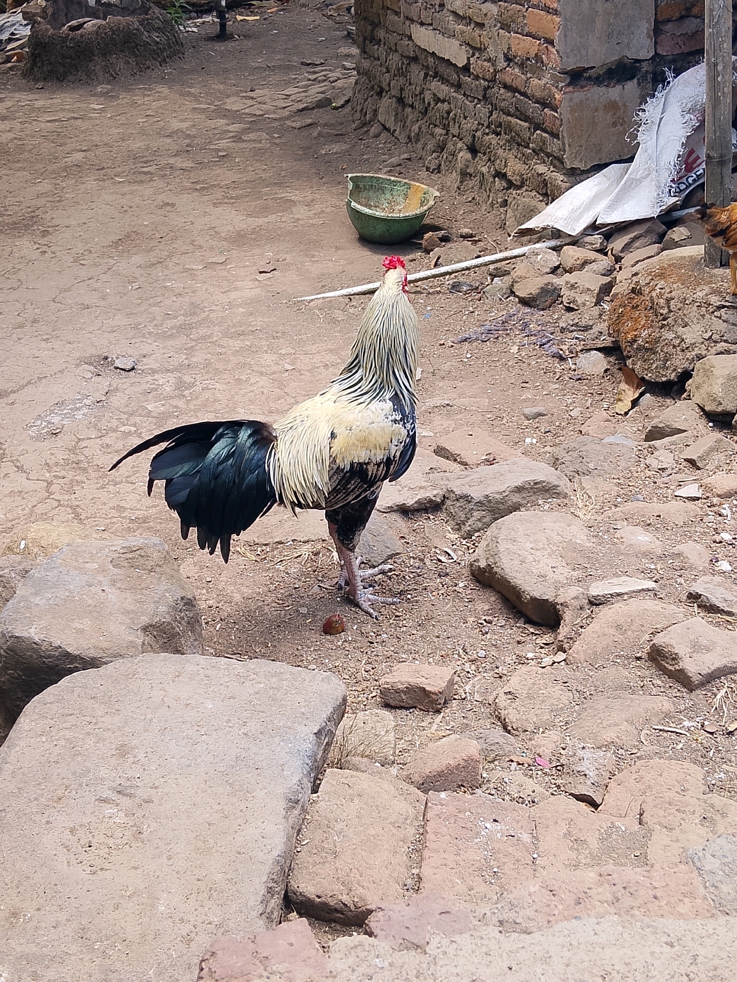 A medium shot captures a rooster standing on a dirt and gravel ground, surrounded by rocks. The rooster is facing left, with its tail feathers fanned out and its head held high. The fowl is primarily white with black and green accents on its tail feathers. In the background, a dilapidated brick wall is visible, along with a white plastic bag and a green bowl. The scene appears to be in an outdoor, rural setting.