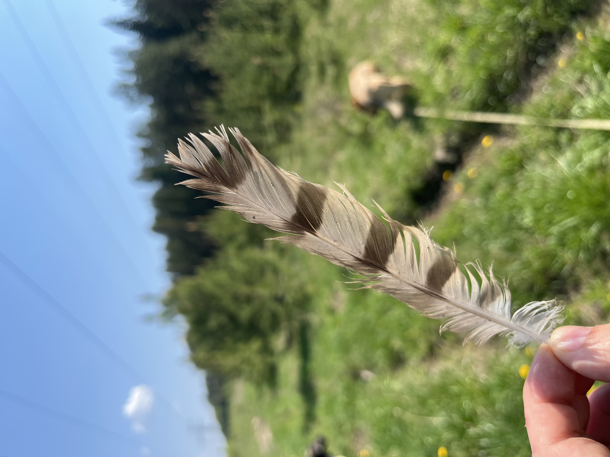 The image shows a person holding a feather in their hand. The feather is striped brown and grey, with a fluffy white section at the bottom. In the background, there is a grassy field with yellow flowers, some trees, and a dog on a leash. The sky is blue. The location is unknown. It is not possible to determine if it is in Nizhny Tagil, Russia.