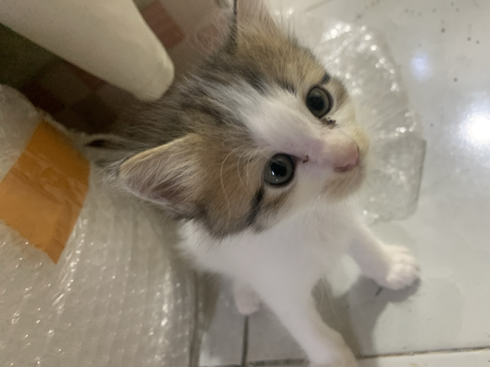 A small, domestic kitten, exhibiting a calico fur pattern with white, light brown/orange, and grey/black patches, is depicted on a light-colored tiled floor within an indoor setting in Tanjungsepreh, Indonesia. The kitten's dark, round eyes are directed upwards towards the camera. Minor dark discharge or debris is observable near its left eye and nostril. Its visible front paws are white. A large quantity of clear bubble wrap is present behind and to the left of the kitten, with an orange rectangular object, consistent with tape or a label, visible on the bubble wrap in the upper right. A white, soft object, possibly a gloved hand or fabric, is partially visible on the right side of the frame, extending towards the kitten.