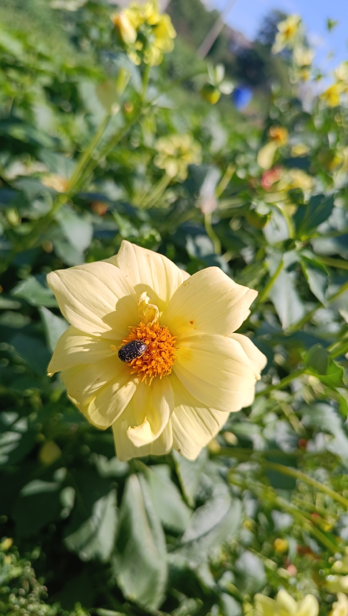 In Karsha, Russia, a close-up shot captures a single yellow dahlia flower in bloom. The flower is centered in the frame, with its delicate yellow petals unfurling around a vibrant orange center. Nestled within the center of the flower is a small, dark-colored beetle, its body speckled with lighter markings. The background is a blur of green foliage and other yellow flowers, indicating a garden or natural setting. The lighting suggests it is daytime, with the sun casting gentle shadows.