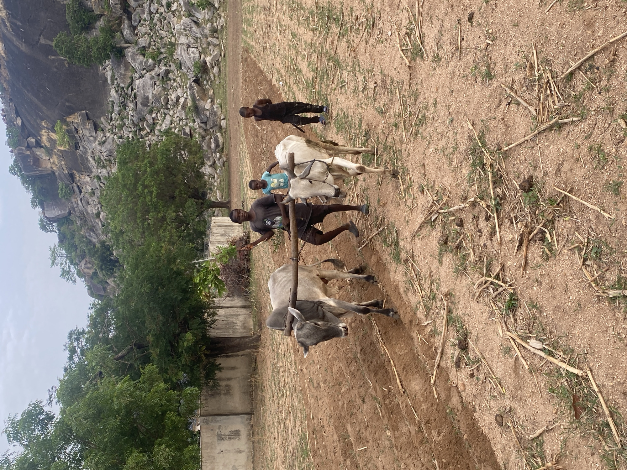 The image shows an agricultural scene in Gambar, Nigeria, featuring three young men and two oxen plowing a field. A man holds the wooden plow as the oxen pull. A boy sits atop one of the oxen, while a third boy stands to the side, overseeing the operation. The environment includes dry, plowed earth, remnants of previous crops, a rocky outcropping, trees, and a concrete wall in the background.