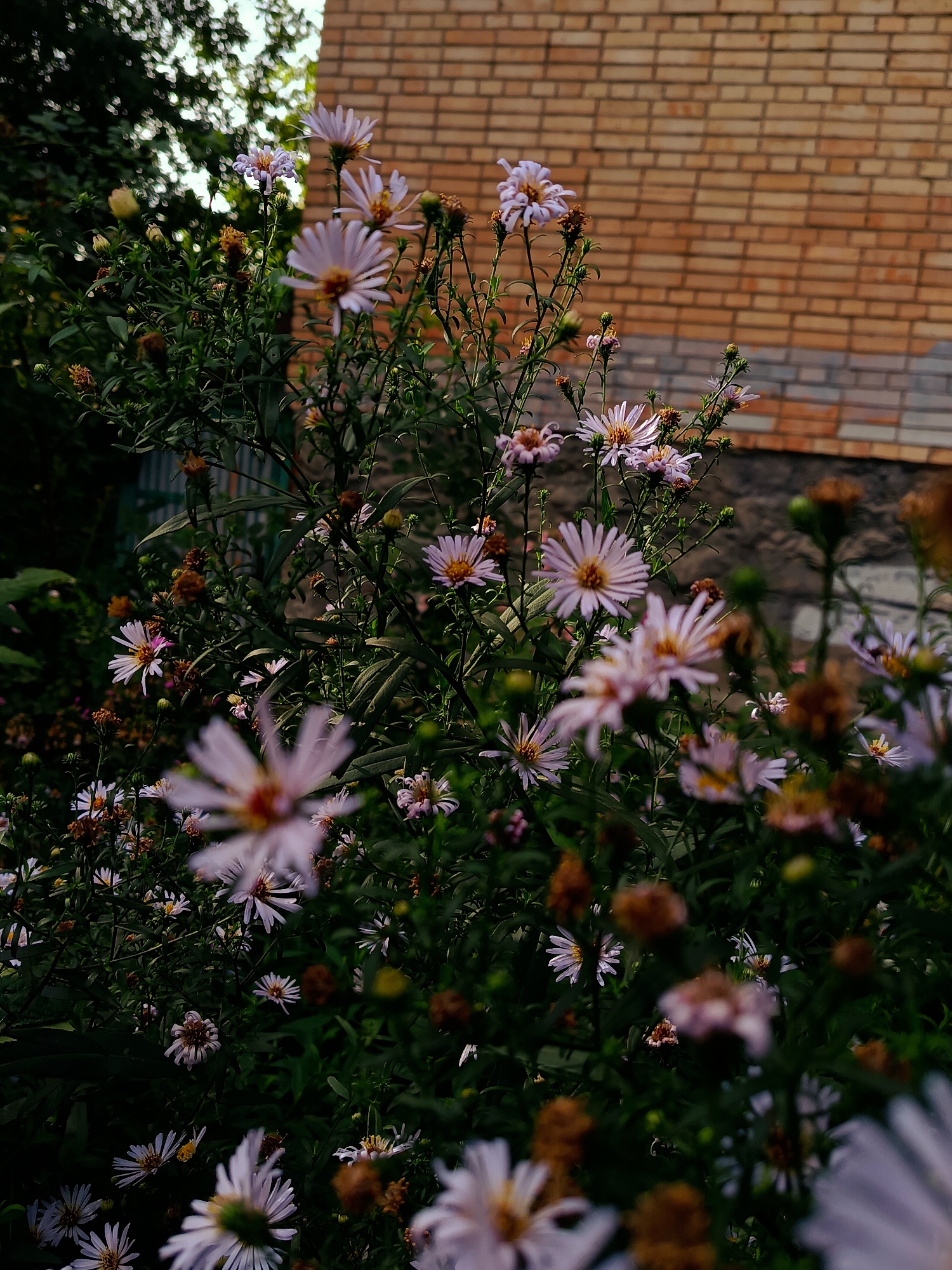 In the city of Ryazan, Russia, a close-up, low-angle shot captures a dense cluster of light purple asters in bloom. The flowers, with their delicate petals and yellow centers, are interspersed with darker green foliage and dried brown seed heads. In the background, a muted brick wall rises behind the flowers, and a hint of green trees and a bright, overcast sky can be seen at the top left. The lighting is dim and atmospheric, with some flowers in sharp focus and others blurred by a shallow depth of field. No people are present in the image.