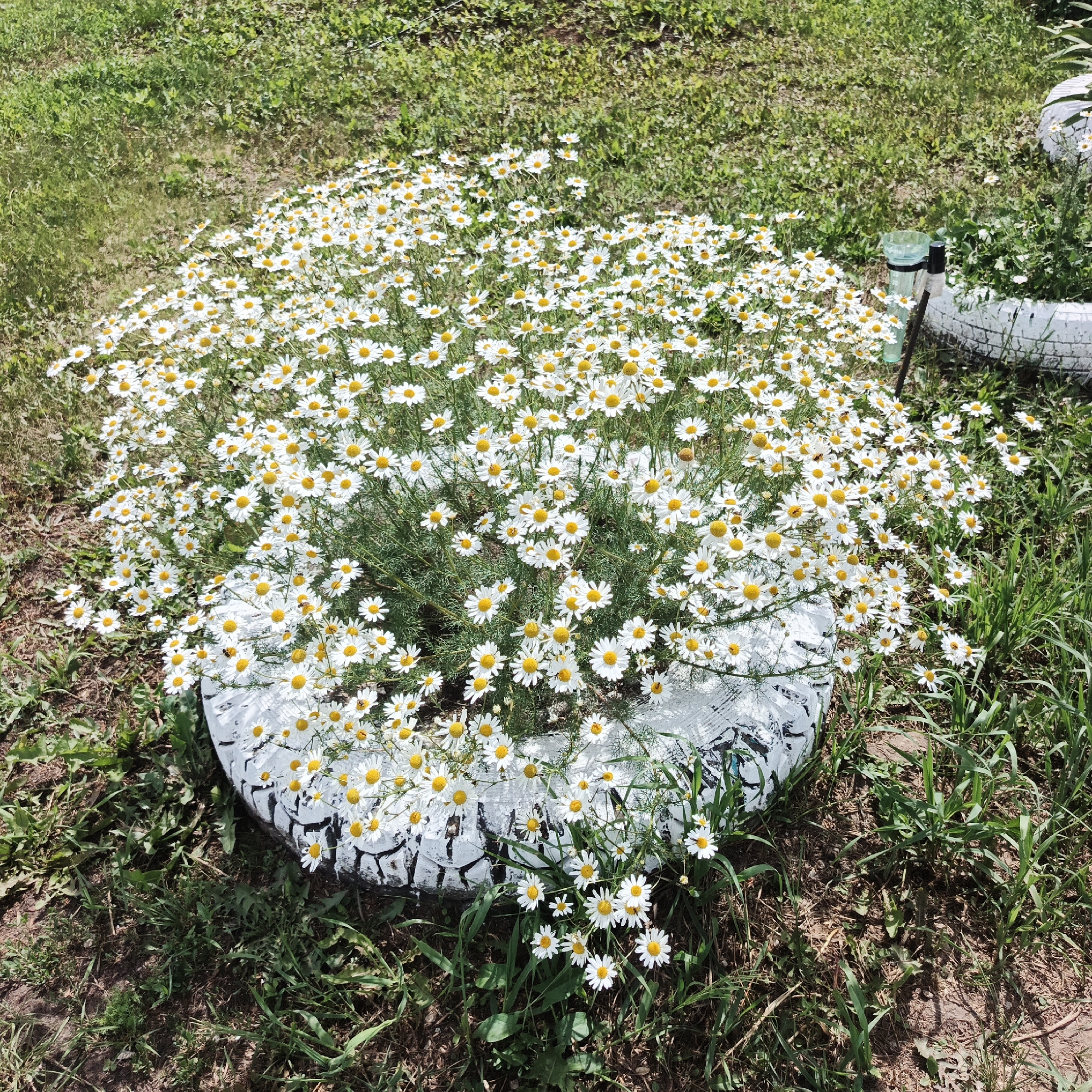 A patch of white daisies with yellow centers is blooming in and around an old tire. The tire, painted white with black abstract designs, is placed on the ground surrounded by green grass and dirt. A clear plastic rain gauge with a black stand is positioned to the right of the tire. In the background, more green grass and a hint of a white object, possibly another tire, are visible. The image appears to be taken outdoors during daylight.