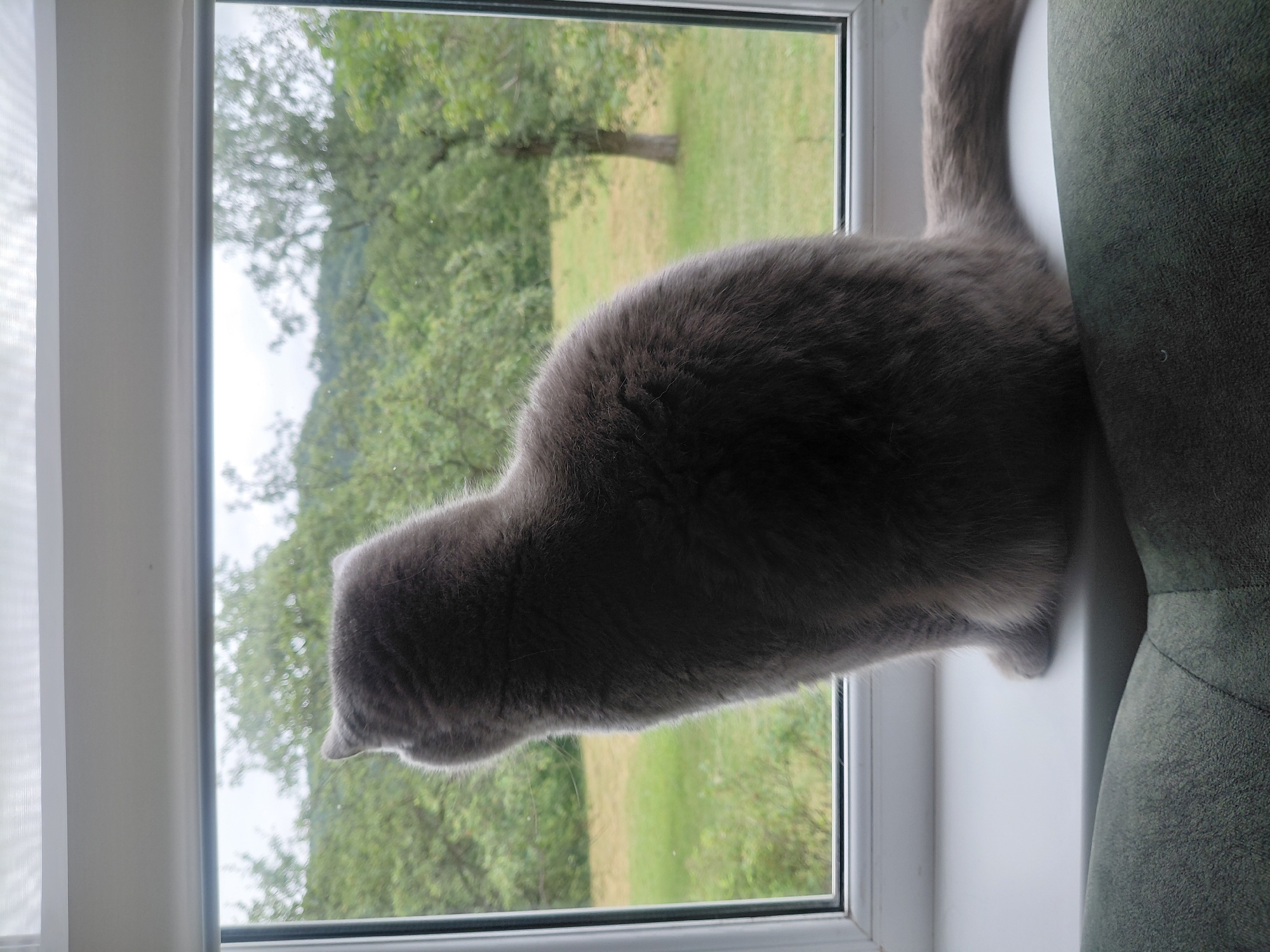 A medium shot, taken from a slightly low angle, shows a grey cat sitting on a white windowsill, looking out a window. The cat is facing away from the camera, with its head turned slightly to the left, towards the outdoors. Its back is to the viewer. The window overlooks a green, hilly landscape with scattered trees. The sky is overcast and a light grey. The windowsill extends out from the window frame, and in the foreground, the armrest of a dark green sofa is visible. The image appears to be taken indoors, with the cat positioned as if observing something outside. The location in the city of Chernyk, Ukraine is not determinable from the image content.