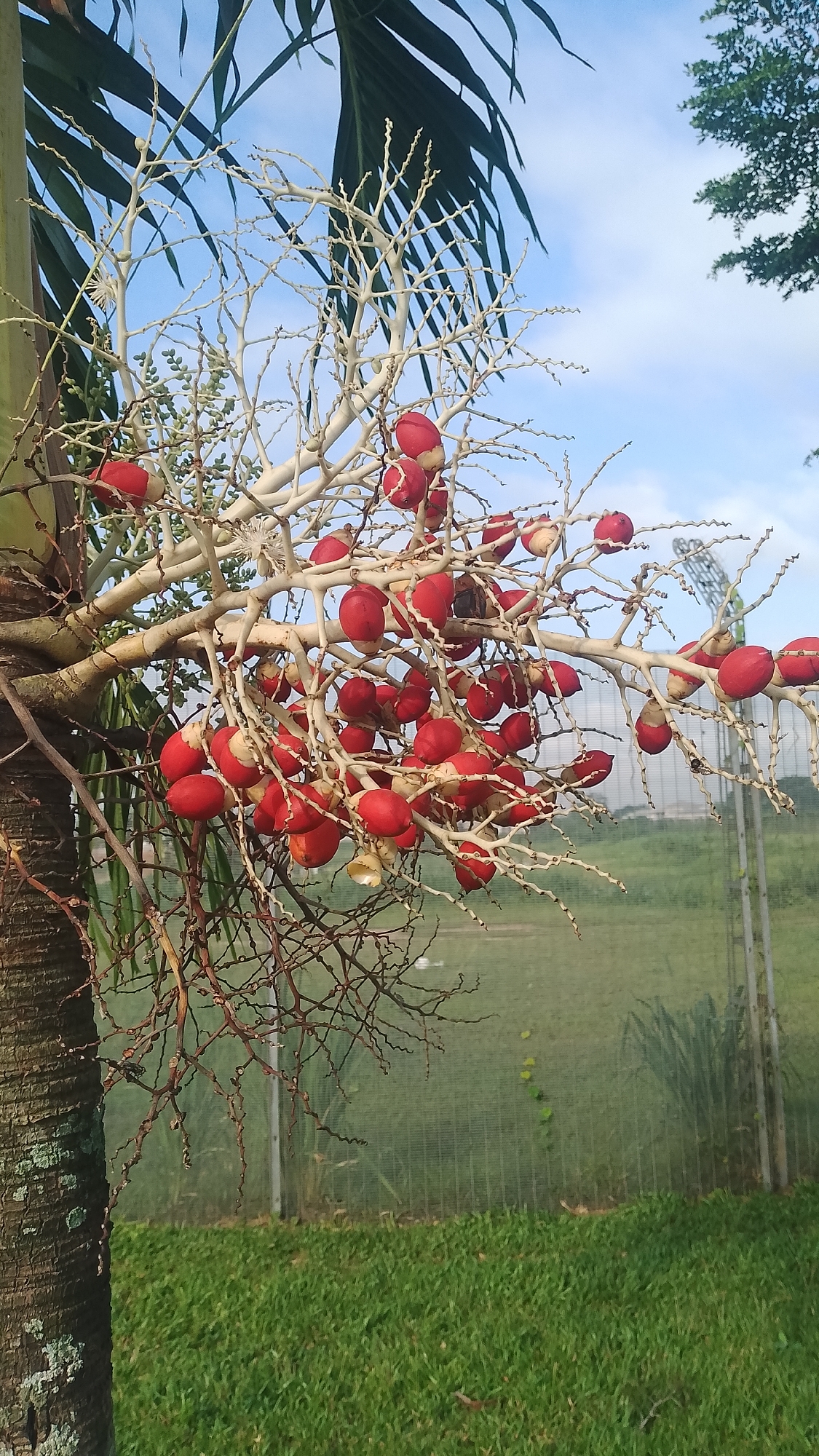 The image shows a mature palm tree with red, round fruits growing in clusters from a white branch structure. The tree trunk is visible on the left, and green palm fronds extend from the top of the frame. The background reveals a grassy lawn, a fence, and some trees in the distance. The sky is partially visible with a mix of blue and clouds. The location is possibly Asubi, Nigeria, but the specific location is not identifiable from the image alone.