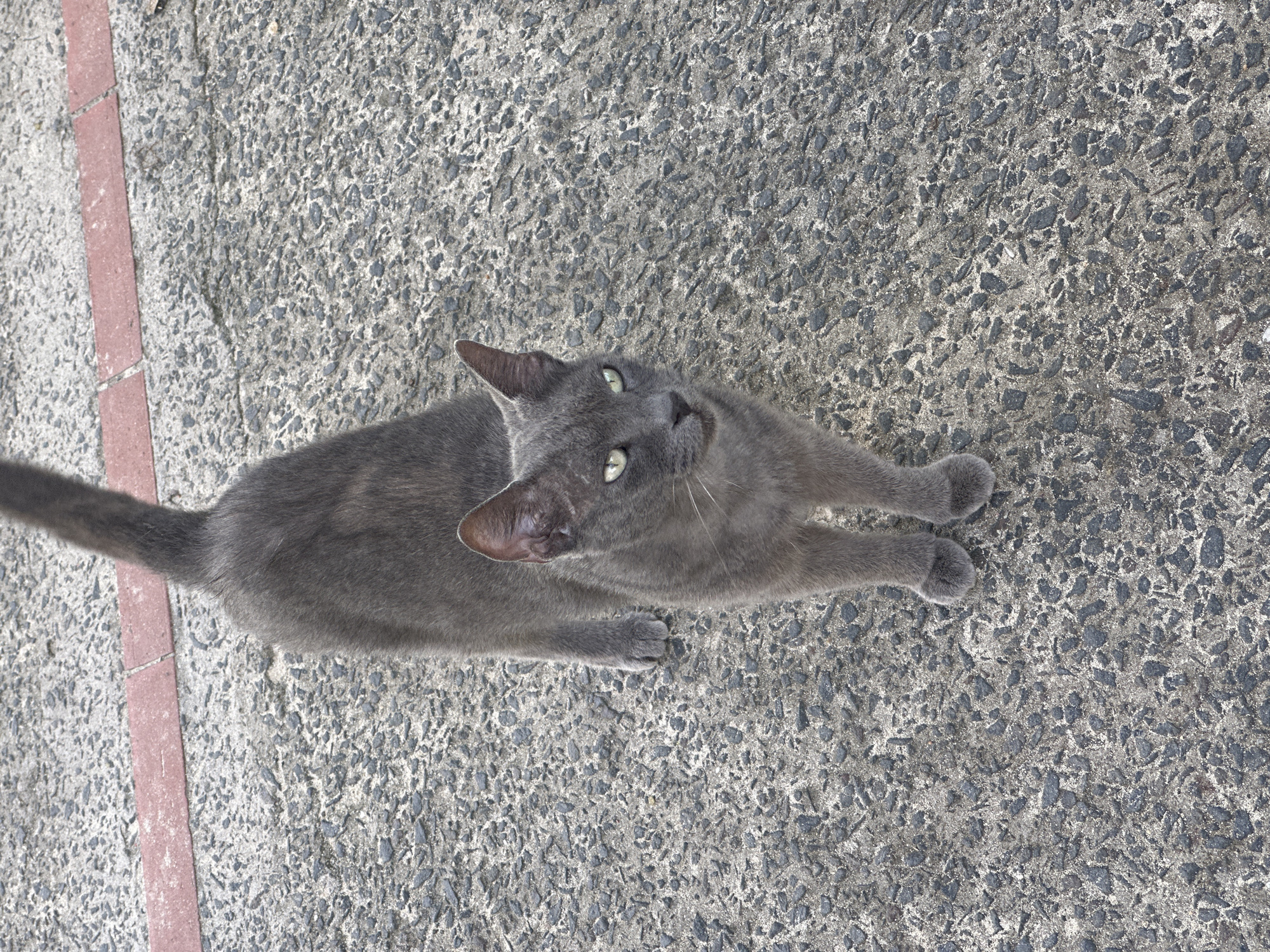 A gray cat with green eyes lies on a rough concrete surface. A red brick border runs along the left edge of the frame. The cat is looking upwards. The location is likely Le Gosier, France.