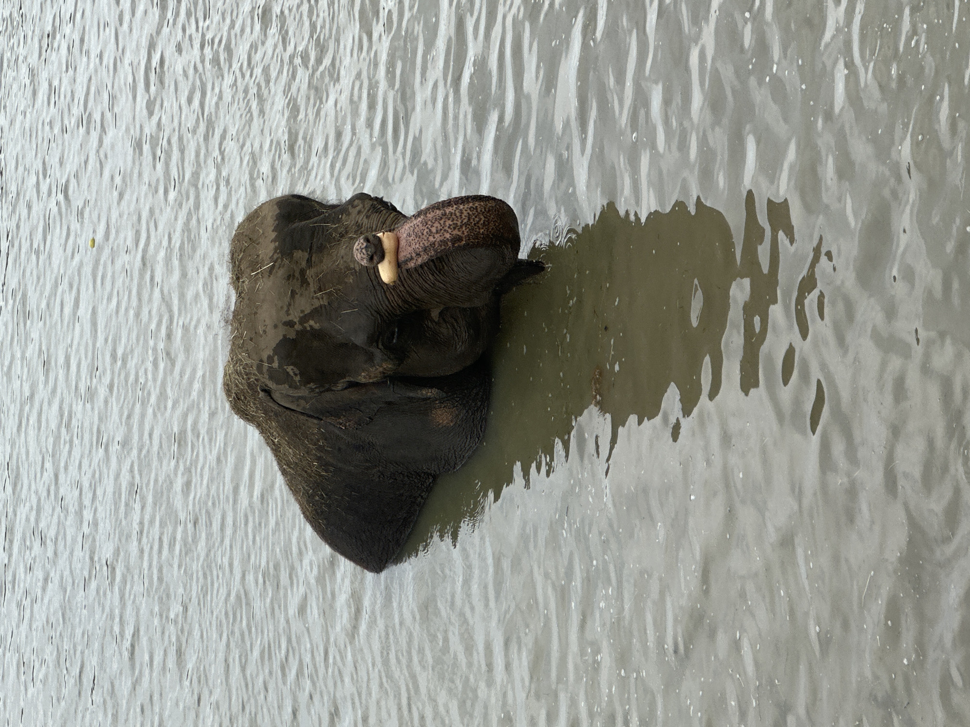 An adult elephant is partially submerged in murky water, with its head and trunk visible above the surface. The elephant is dark gray and appears to have mud or vegetation on its head and back. A light-colored object, possibly food, is balanced on its trunk. The water is calm with ripples and a faint reflection of the elephant is visible. The background is a wide expanse of water. There are no people or man-made structures visible in this image. The scene is likely a natural watering hole or river. The image does not contain any discernible features that would place it specifically in Nizhnyaya Shilovka, Russia.