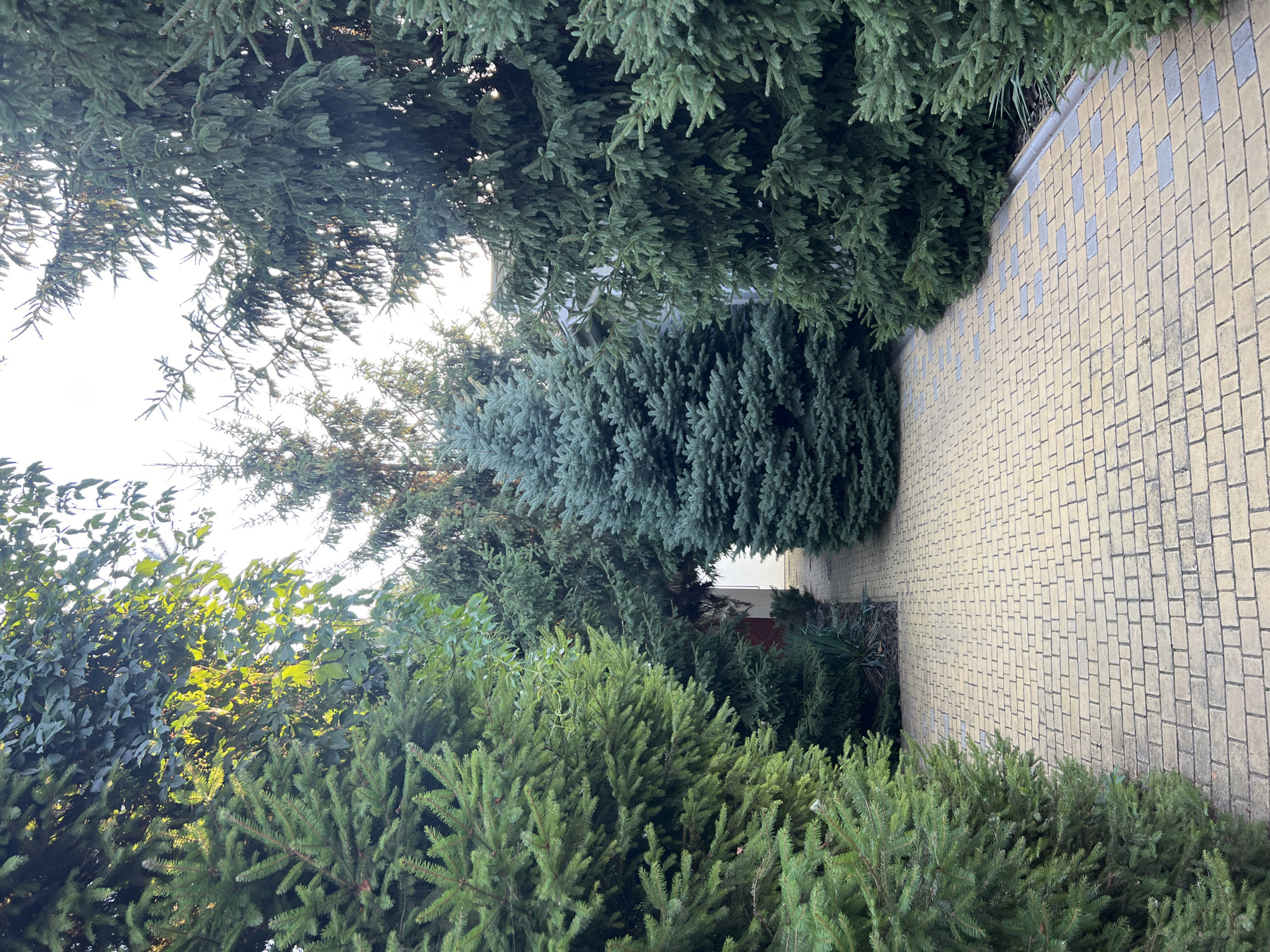 The image shows a paved pathway lined with evergreen trees. The pathway is made of light-colored rectangular bricks arranged in a repeating pattern. On either side of the path are various species of coniferous trees, including what appear to be fir and spruce trees, with lush green foliage. In the background, a building with a white facade and a grey roof is visible, partially obscured by the trees. The sky is bright, suggesting daylight, possibly late afternoon due to the lighting. The scene appears to be a garden or park setting within a residential or public area in Fontanka, Ukraine. There are no people or animals visible in the image.