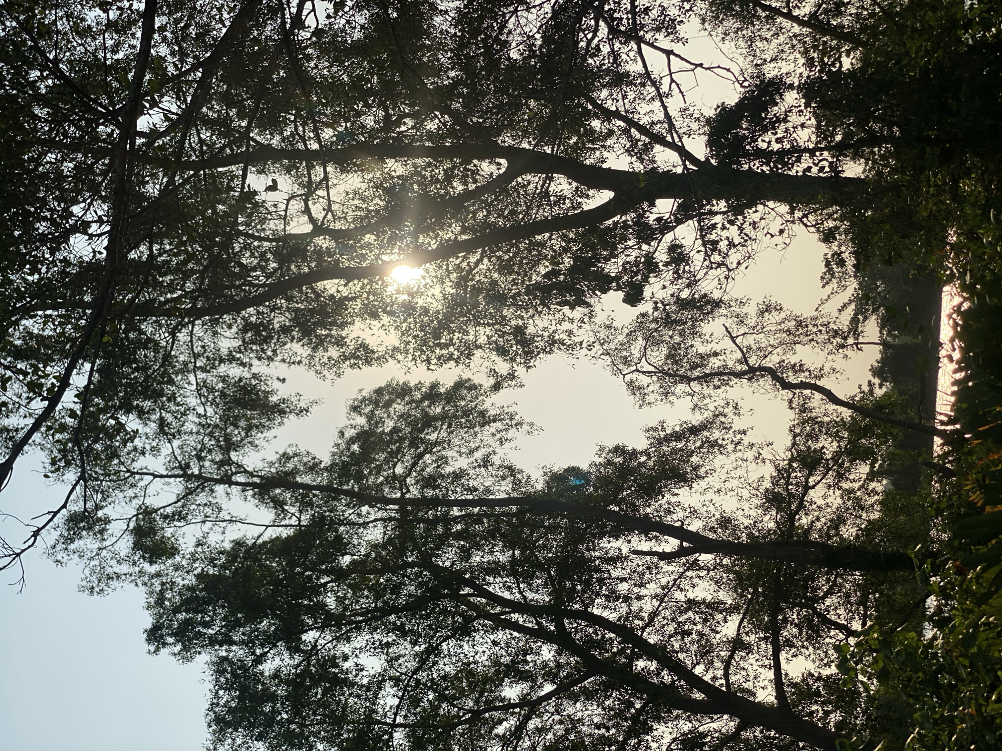 The image depicts a serene natural scene at dusk or dawn, likely a waterfront location. Silhouetted trees dominate the foreground and mid-ground, their branches interlacing against a pale, luminous sky. Sunlight filters through the leaves and branches, creating a soft glow and lens flares, particularly in the center of the image. In the distance, a body of water reflects the light, its surface shimmering. The lower portion of the image features dense green foliage, suggesting a lush, natural environment. The overall impression is one of tranquility and natural beauty. This scene could plausibly be found in the vicinity of Sungai Pitung, Indonesia, a region known for its natural landscapes.