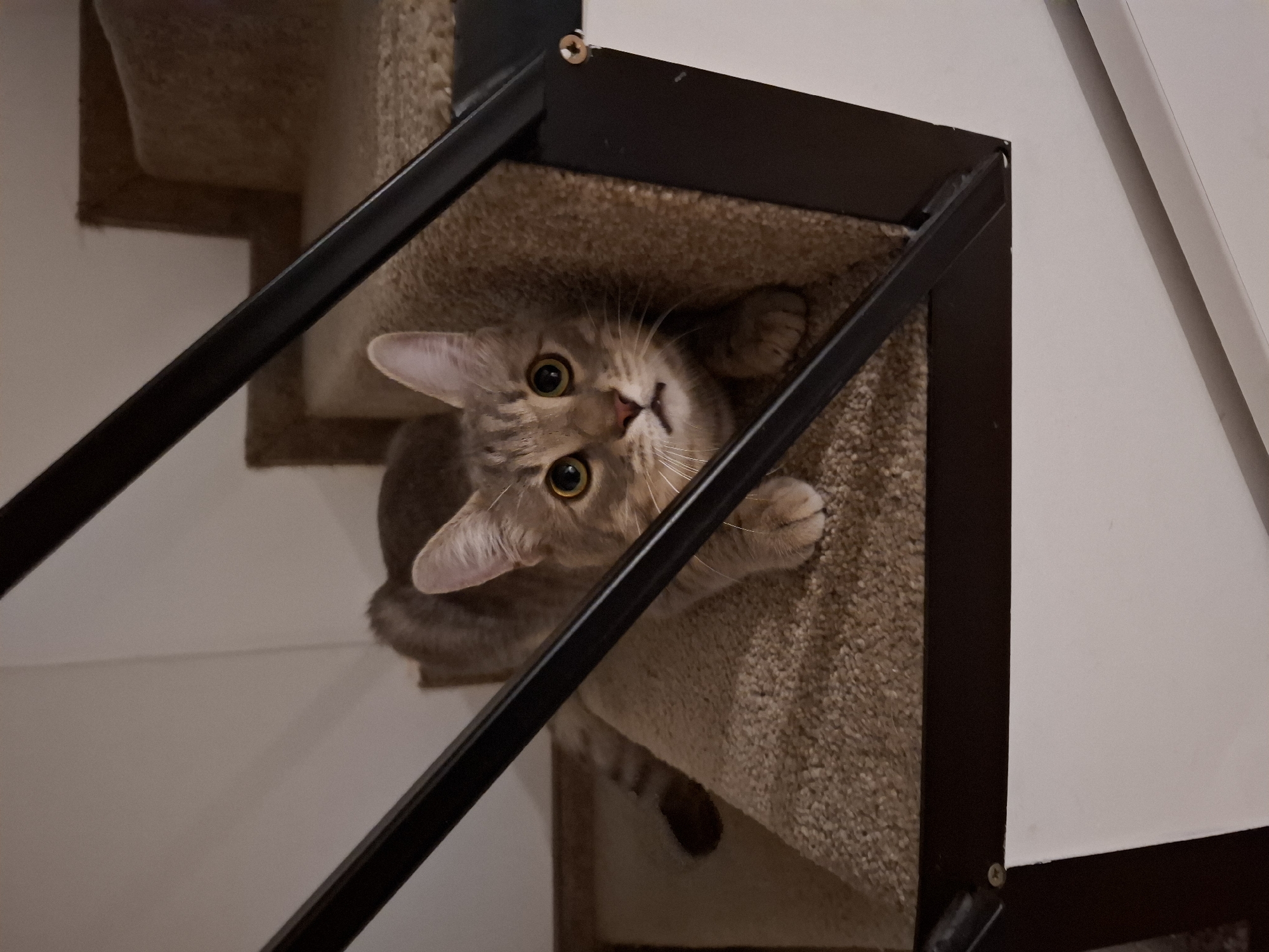 A curious light brown or grey tabby cat peers up from a carpeted staircase, framed by a dark metal stair gate. The cat's face is central to the image, with its large, luminous greenish-yellow eyes wide open, directly engaging the viewer. Its small pink nose and whiskers are clearly visible. The cat's front paws rest gently on the beige, textured carpet of the stair tread, suggesting it is either climbing or settled on a step. The perspective is from above, looking down at the cat, creating a sense of interaction. Behind the cat, the carpeted stairs ascend, and to the right, a plain white wall is visible. The lighting is soft and even, indicative of an indoor environment. The cat's alert expression conveys curiosity and perhaps a playful demeanor, as if caught in a moment of exploration. There is no visible text in the image.