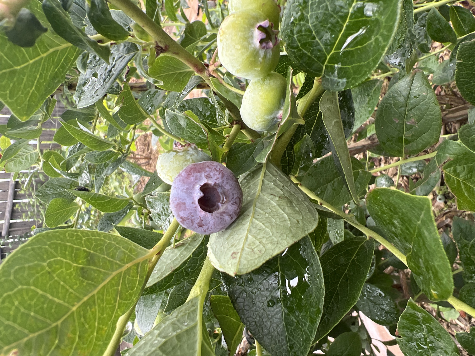 A close-up shot of a blueberry bush shows several unripe green blueberries and one ripe purple blueberry. The ripe blueberry is slightly to the left of the center and has a heart-shaped indentation at the top. Water droplets are visible on the leaves and blueberries, indicating recent rain or watering. The background is blurred, showing more foliage and a wooden fence, suggesting an outdoor setting in a garden or farm. The specific location in Бучацінскі сельскі Савет, Belarus, is not discernible from the image alone.
