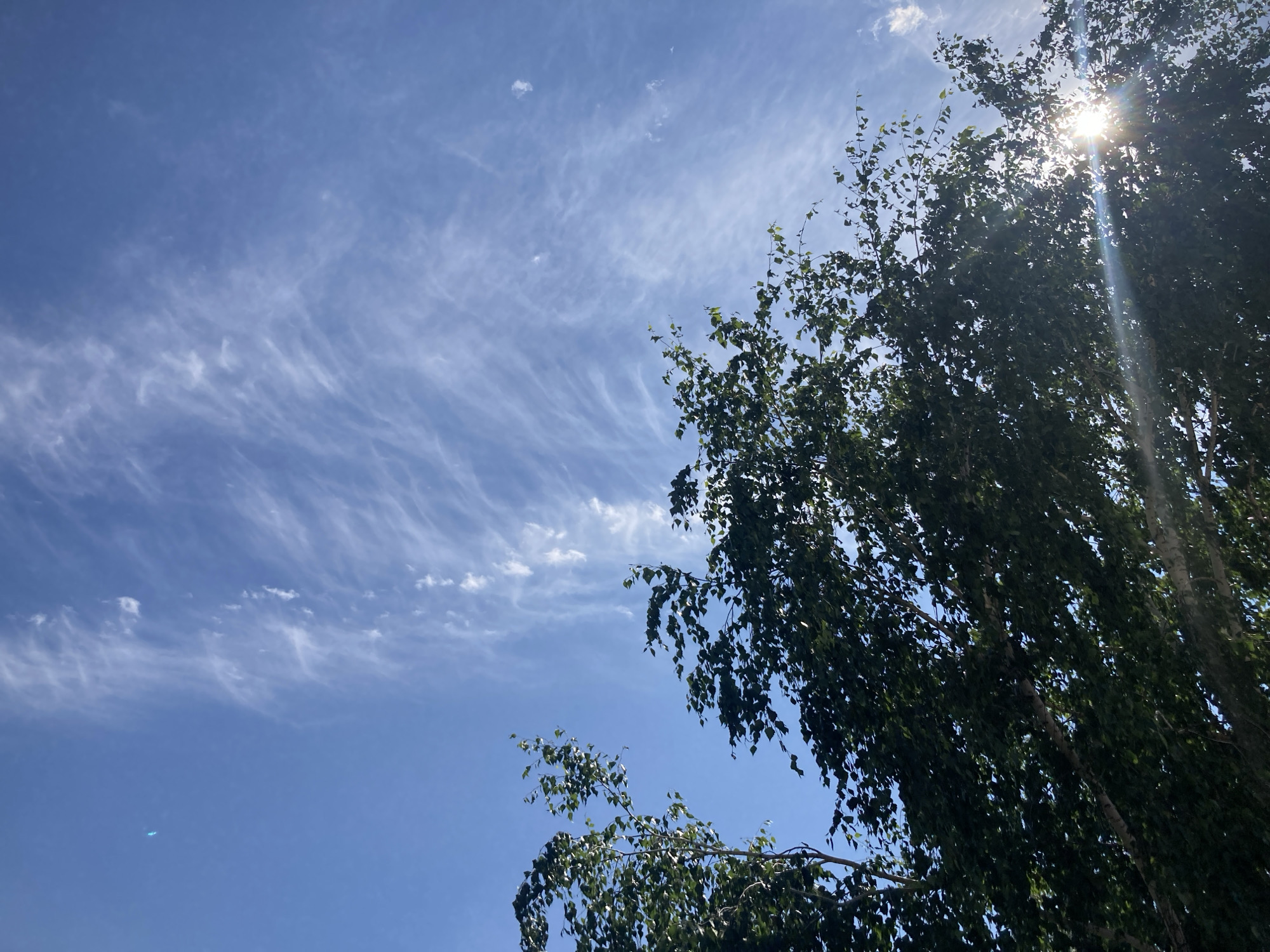 A low-angle shot captures a bright blue sky with wispy white clouds. The sun shines through the dense green foliage of a tree, creating a lens flare effect. The branches of the tree hang down, partially obscuring the sky. The scene is set in Rakity, Russia.