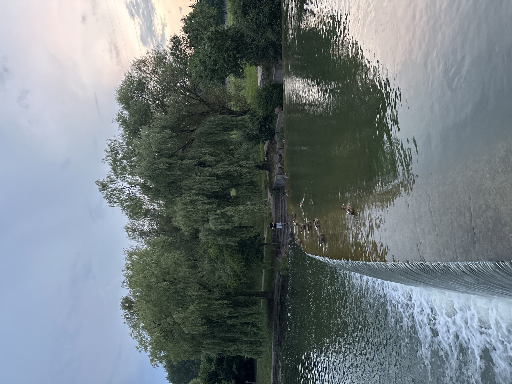 An outdoor scene at dusk features a man standing on a set of stone steps near a man-made waterfall. The man is wearing dark shorts and a dark t-shirt. Several ducks are swimming in the water, some on the top of the waterfall and others below. The water is green and reflects the sky and surrounding trees. Lush green trees, including several weeping willows, line the bank of the river, with some smaller bushes and grass in the background. The sky is cloudy with hints of pink and orange, suggesting sunset.