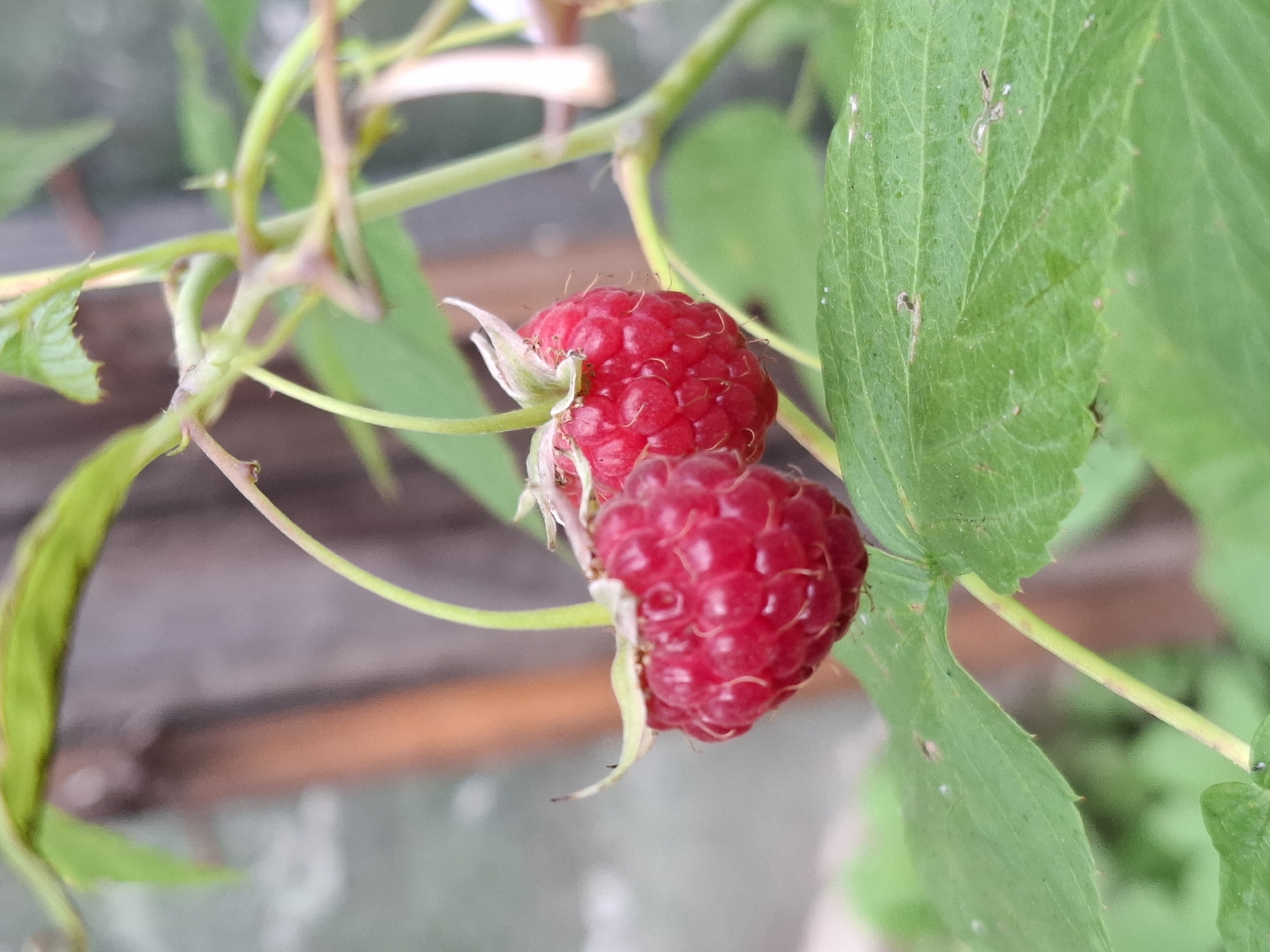 Two ripe raspberries, a vibrant red, hang from a branch of a raspberry bush. The raspberries are clustered closely together, with the one on the left slightly obscured by the one on the right. Both berries exhibit the characteristic bumpy texture of raspberries, with individual drupelets visible. The stems attaching the raspberries to the bush are thin and green. Surrounding the berries are several green leaves, some of which are in focus and detailed, while others are blurred in the background. The background is a soft blur of muted colors, suggesting an outdoor environment, possibly a garden or a wooded area. There is a vertical brown object in the far background, which could be a fence post or a tree trunk. The lighting appears to be natural daylight, casting a soft glow on the berries and foliage. There are no people or animals visible in the image. The scene is tranquil and natural, focusing on the detail of the fruit and its plant.