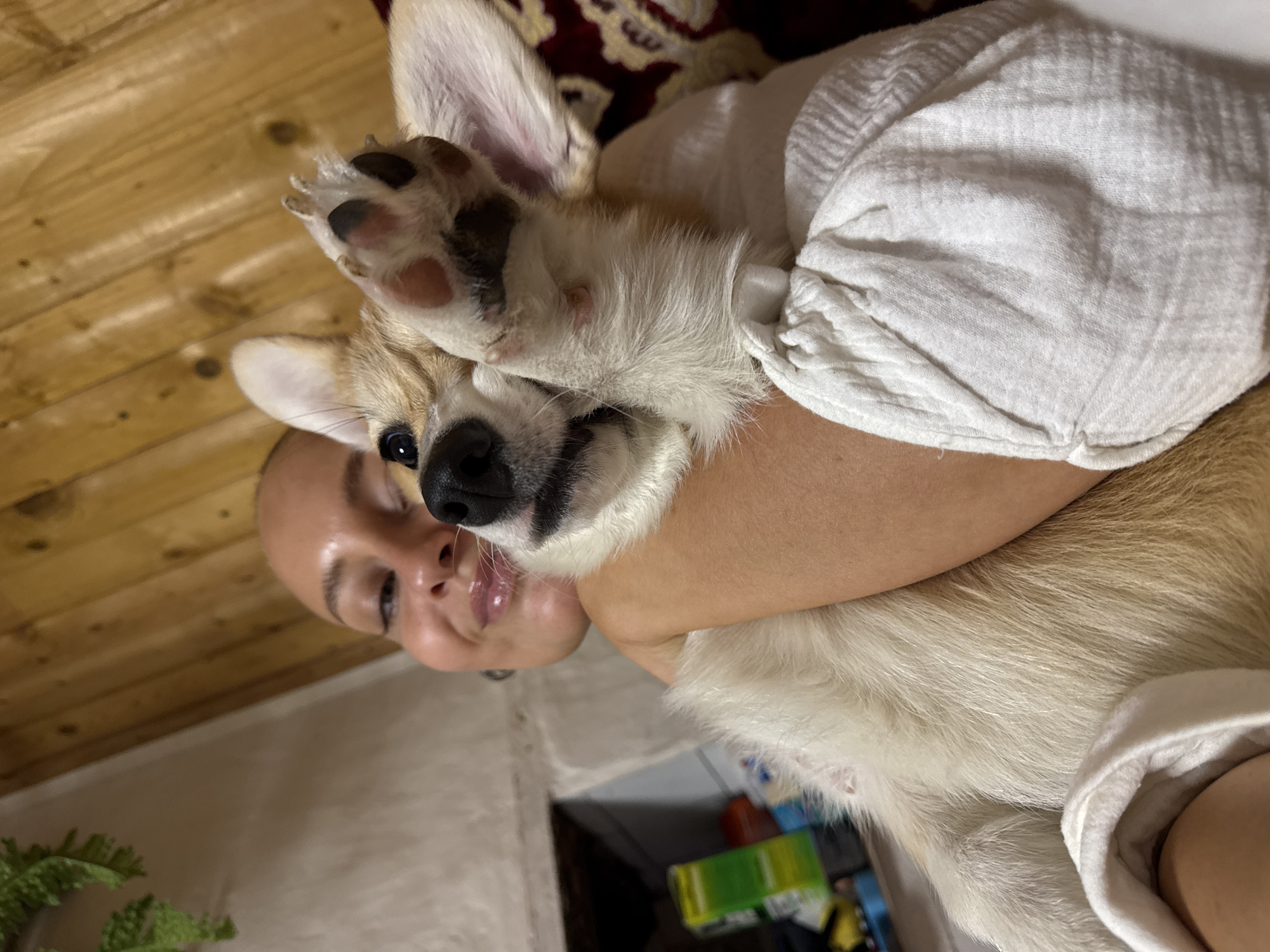 A Caucasian woman holds a corgi puppy wrapped in a white cloth. The puppy has one paw covering its face. The woman is smiling. The environment includes a wood ceiling and a rug in the background. Based on information inferred from the image name, the location is Chastyye, Russia.