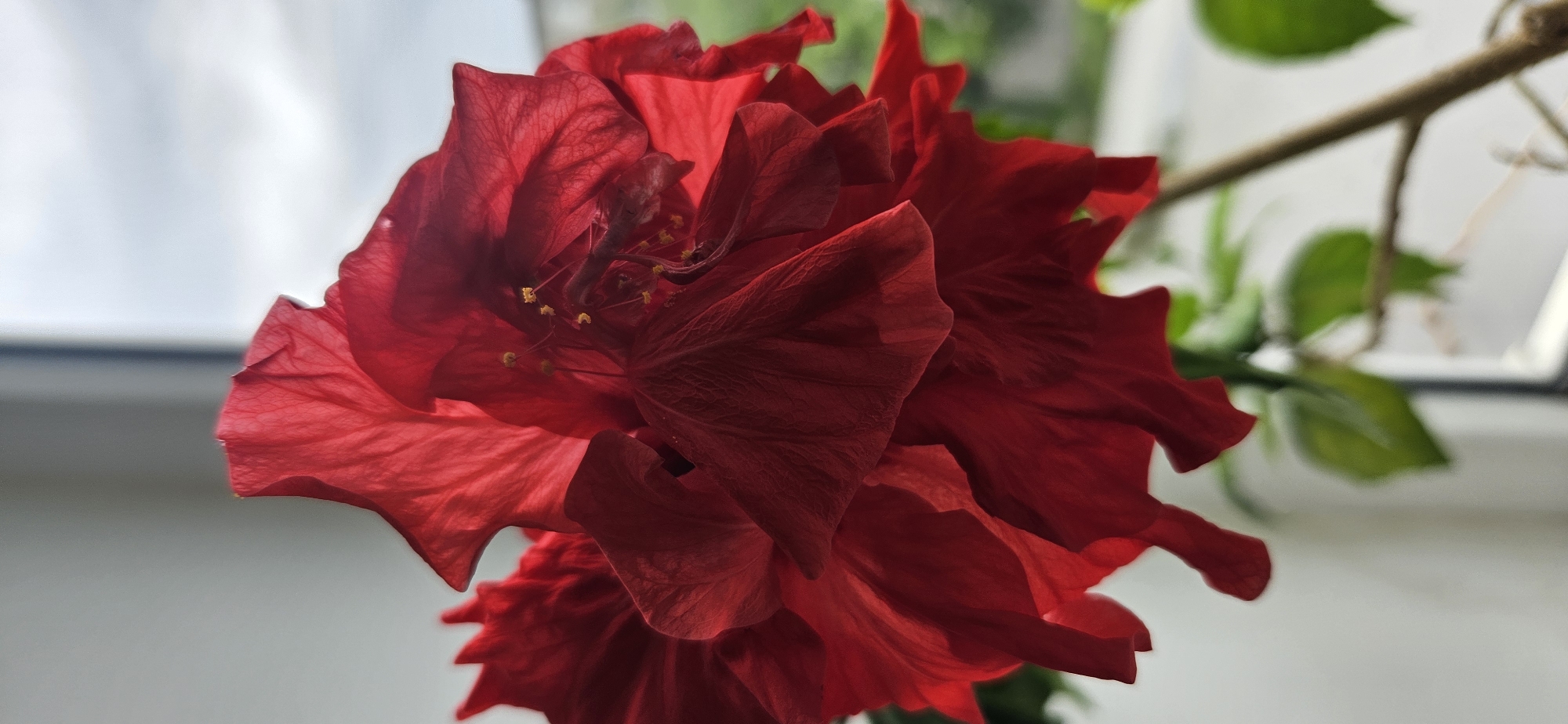 A close-up shot captures a vibrant red hibiscus flower in bloom. The flower's petals are layered and ruffled, exhibiting intricate patterns of light and shadow. Some stamens with yellow pollen are visible in the center. A branch with green leaves can be seen in the background. The lighting indicates the scene is indoors, possibly near a window with soft natural light. The background is indistinct but appears to be a combination of greenery and a blurred window view.