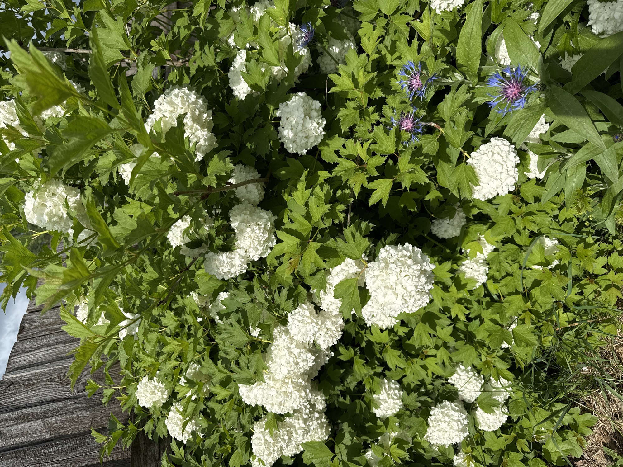 The image displays a vibrant close-up of lush green foliage interspersed with abundant white and some blue-purple flowers under bright daylight. The dominant feature is a large shrub covered in numerous spherical clusters of small white flowers, characteristic of a 'snowball' type viburnum (Viburnum opulus 'Roseum'). These white flower clusters are dense and appear throughout the dense green leaves, which are prominently lobed.
Nestled among the green leaves and white blossoms, particularly on the right side of the frame, are several distinct blue and purple flowers with spiky, thistle-like petals, resembling cornflowers (Centaurea cyanus). The lighting is strong, indicating a sunny day, with clear illumination on the leaves and flowers, and some soft shadows visible among the denser foliage.
On the far left of the image, a weathered wooden structure with horizontal planks is partially visible, suggesting a fence or part of a building in the background. Towards the bottom right, there's a glimpse of dry grass and dirt, indicating the edge of the planted area. The scene depicts a thriving garden or natural landscape, likely in a rural setting like Ляльшур, Russia, captured during daytime. No text is visible in the image.