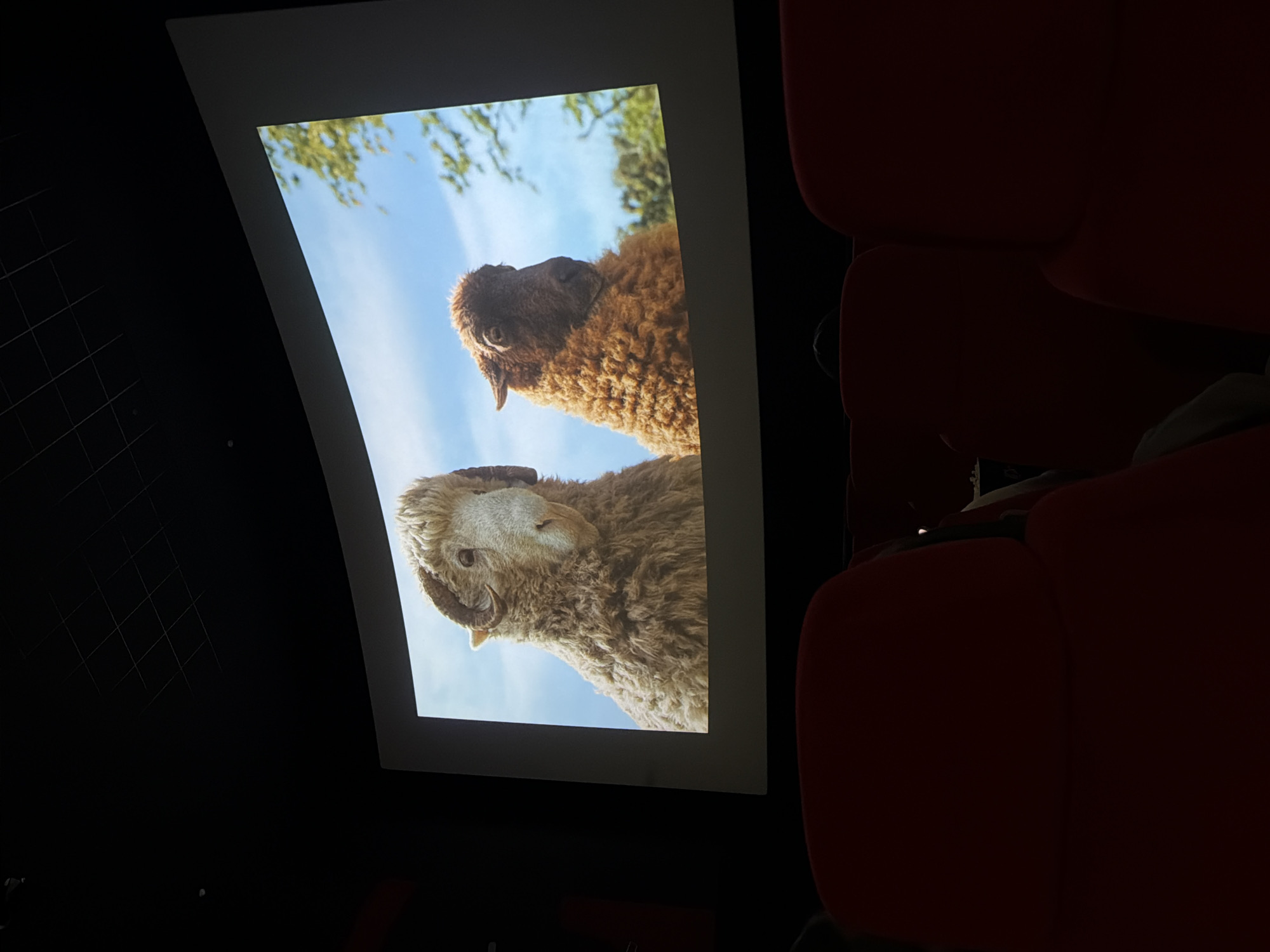 The image shows a view from inside a movie theater. The screen displays a close-up of two sheep, one brown and one white with curled horns, set against a background of blue sky and green foliage. Red seating is visible in the foreground and to the right of the screen, indicating a movie audience is present. The surrounding environment is mostly dark, typical of a cinema. The image does not contain enough information to determine if the location is in Tel-Aviv.