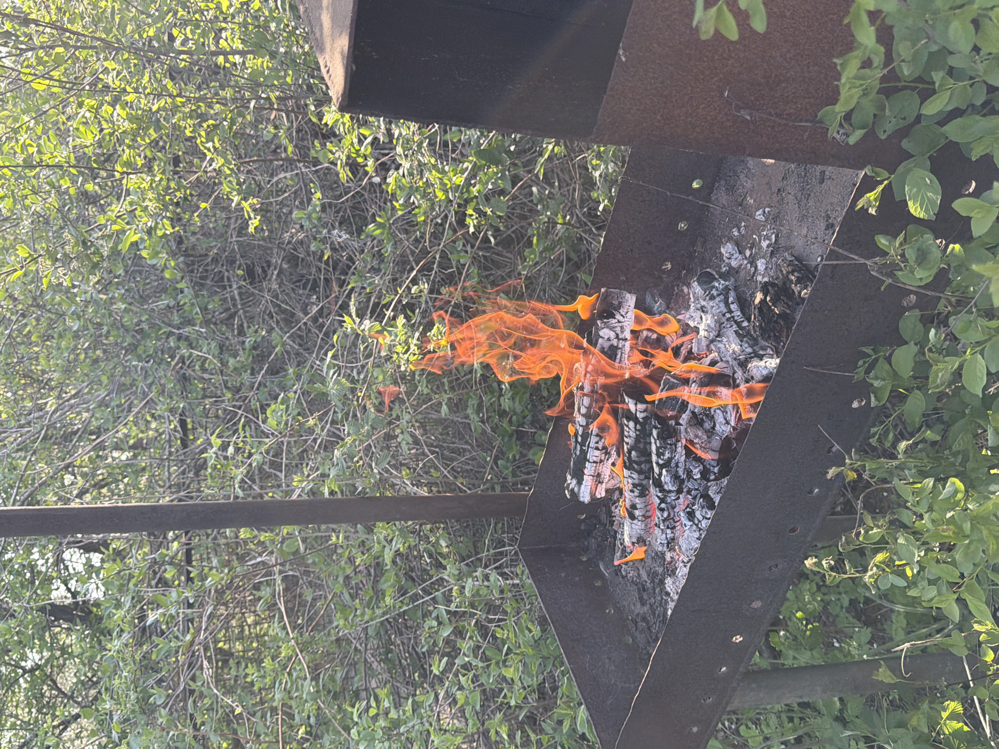 A metal grill filled with burning wood is positioned in a grassy area with dense vegetation, potentially in an outdoor setting near Ягул, Russia. The fire consists of multiple logs in the center of the grill, actively burning with visible flames. The background is characterized by lush greenery. The grill's structure consists of thick, dark metal pieces, including a square-shaped upper portion and a supporting horizontal bar. The vegetation is a mix of shrubs and possible small trees, some of which are close to the grill structure.