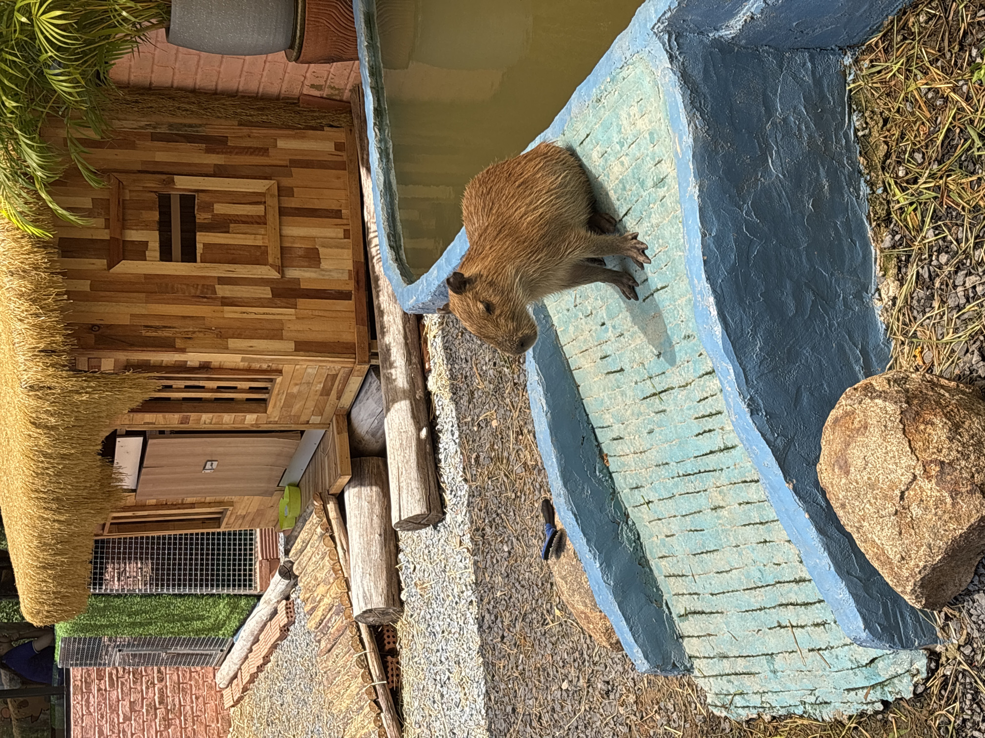 In Choeng Thale, Thailand, a capybara rests on the edge of a blue-painted pool. A wooden structure with a thatched roof is visible nearby, along with logs and gravel. A rock sits on the ground beside the pool.