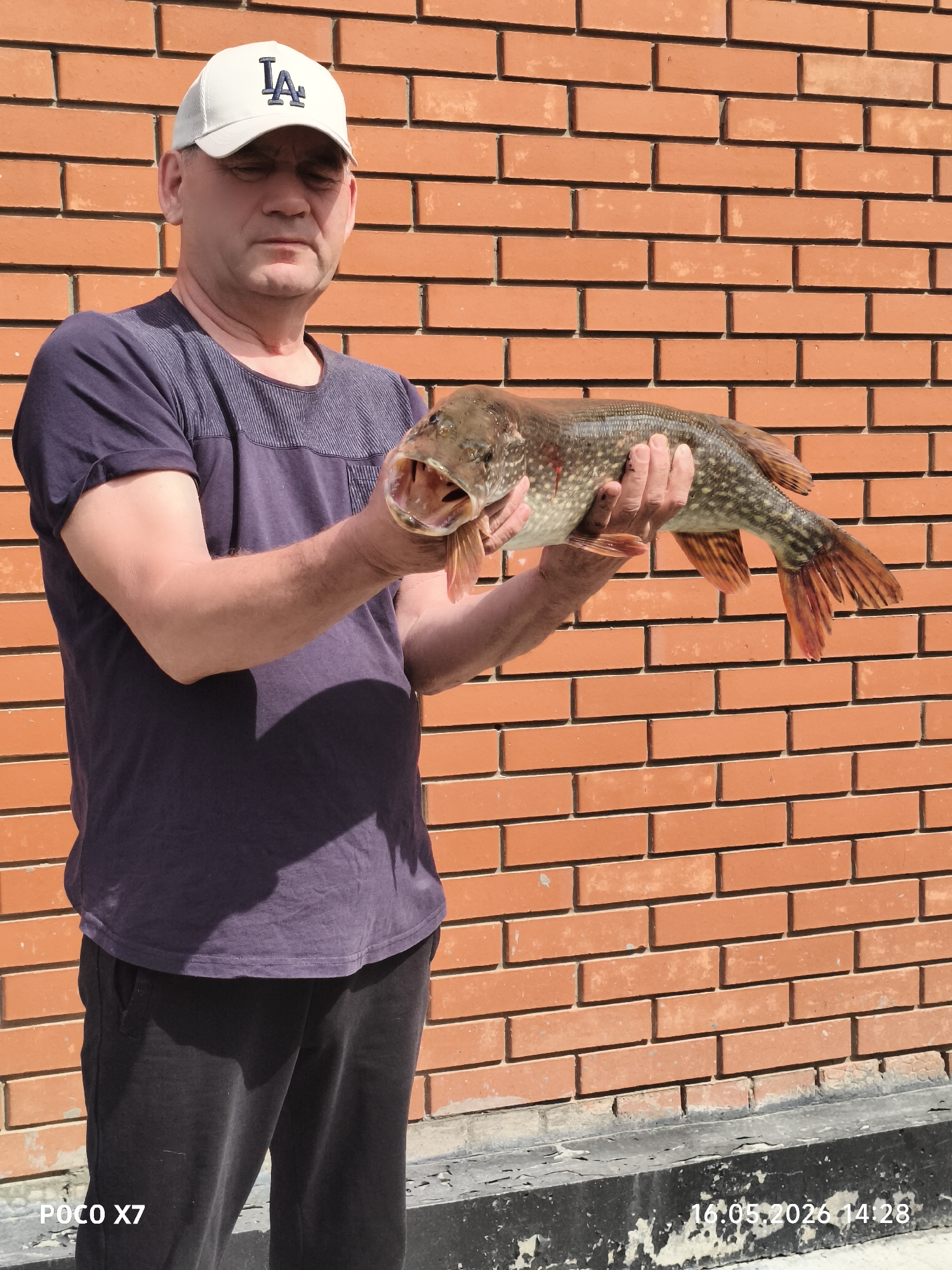 A man stands facing the camera, holding a large fish in his outstretched hands. He is wearing a white baseball cap with the letters "LA" in blue, a dark blue t-shirt with a horizontal striped panel across the upper chest, and dark pants. The fish is a Northern Pike with an open mouth, displaying its teeth. The man's hands are supporting the fish's body. The background is a brick wall, and the lower portion of the image shows a dark-colored baseboard against the brick wall. The bottom left corner has the text "POCO X7" and the bottom right corner has the date and time "16.05.2026 14:28". The location is the city of Chaikovsky, Russia.